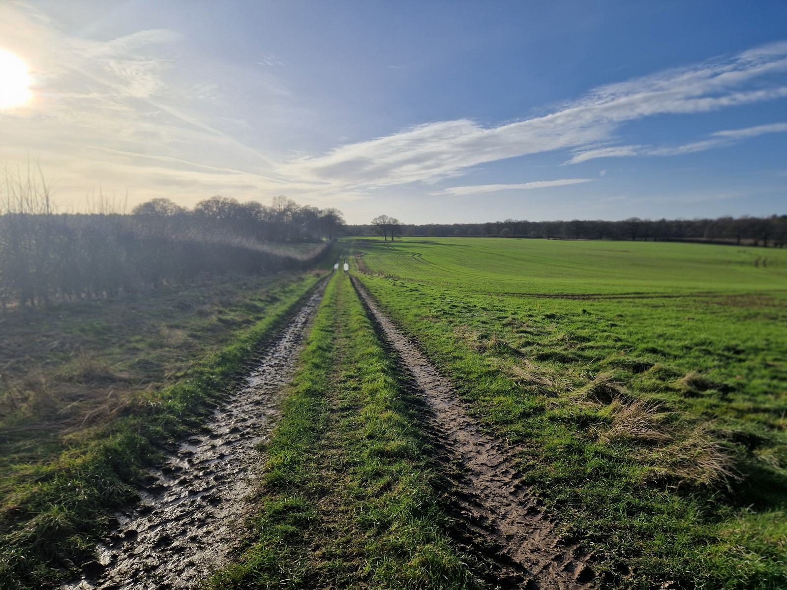 A dirt path runs through a grassy field under a blue sky with wispy clouds. The sun is low on the horizon, casting long shadows. Trees line the background, signifying the transition between field and woodland.