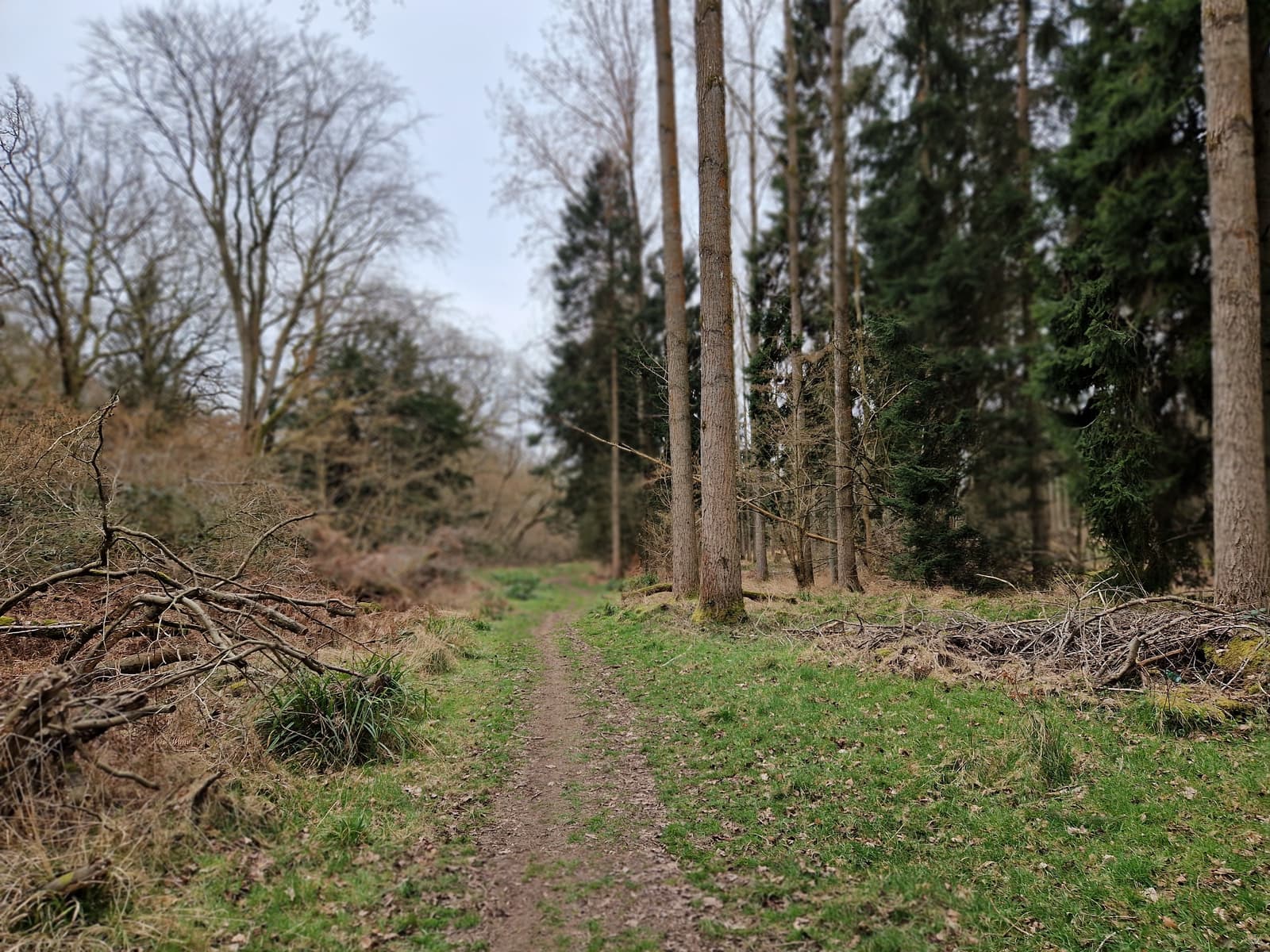 A narrow dirt path winds through a forest with tall trees and patches of grass on either side. Fallen branches and bare trees indicate early spring or late autumn. The sky is overcast.