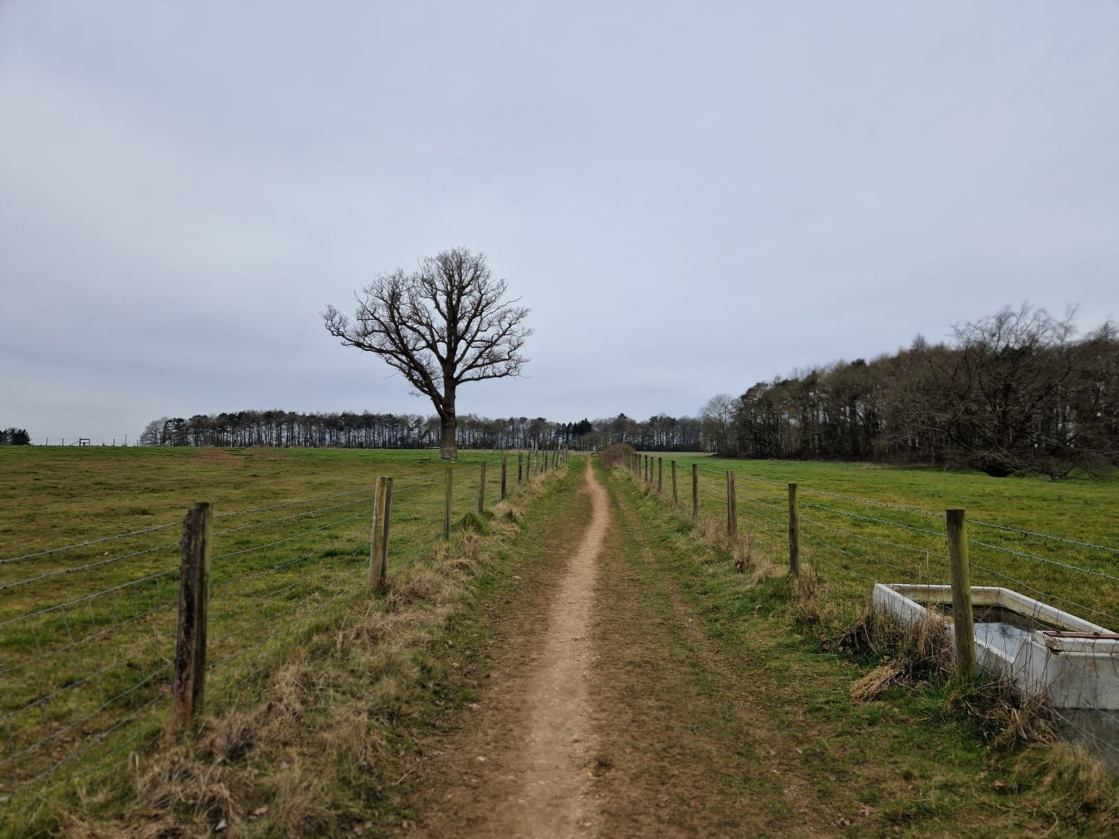 A dirt path runs between wire-fenced grassy fields, leading to a leafless tree under a cloudy sky. Trees line the horizon, and a white trough sits on the right side of the path.