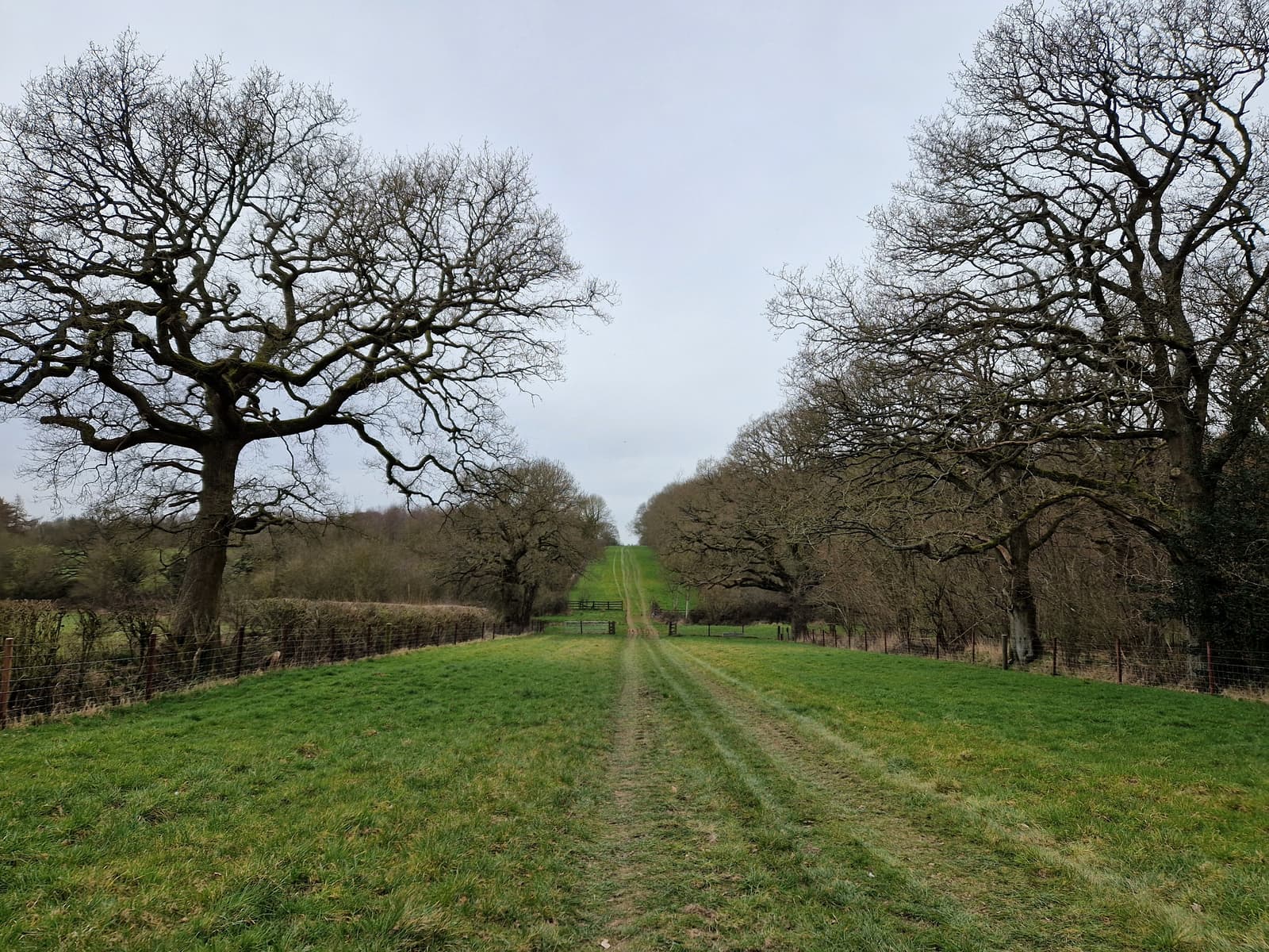 A grassy path runs between leafless trees on a cloudy day, stretching into the distance and flanked by fences on either side.