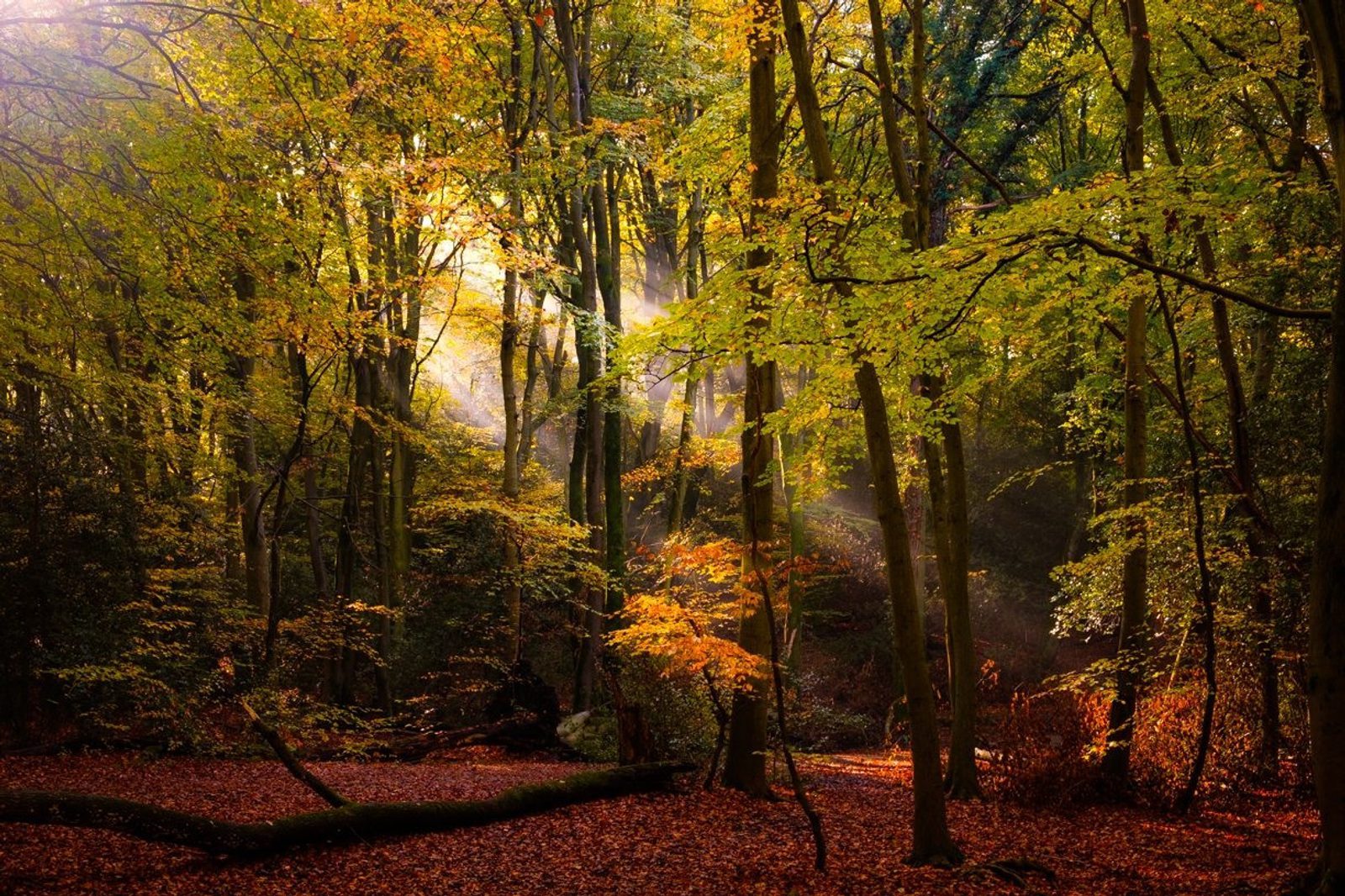 A serene forest scene with tall trees featuring a mix of green and autumnal foliage. Sunlight streams through the canopy, casting a gentle glow on the forest floor covered in fallen leaves. A fallen tree lies across the ground in the foreground.