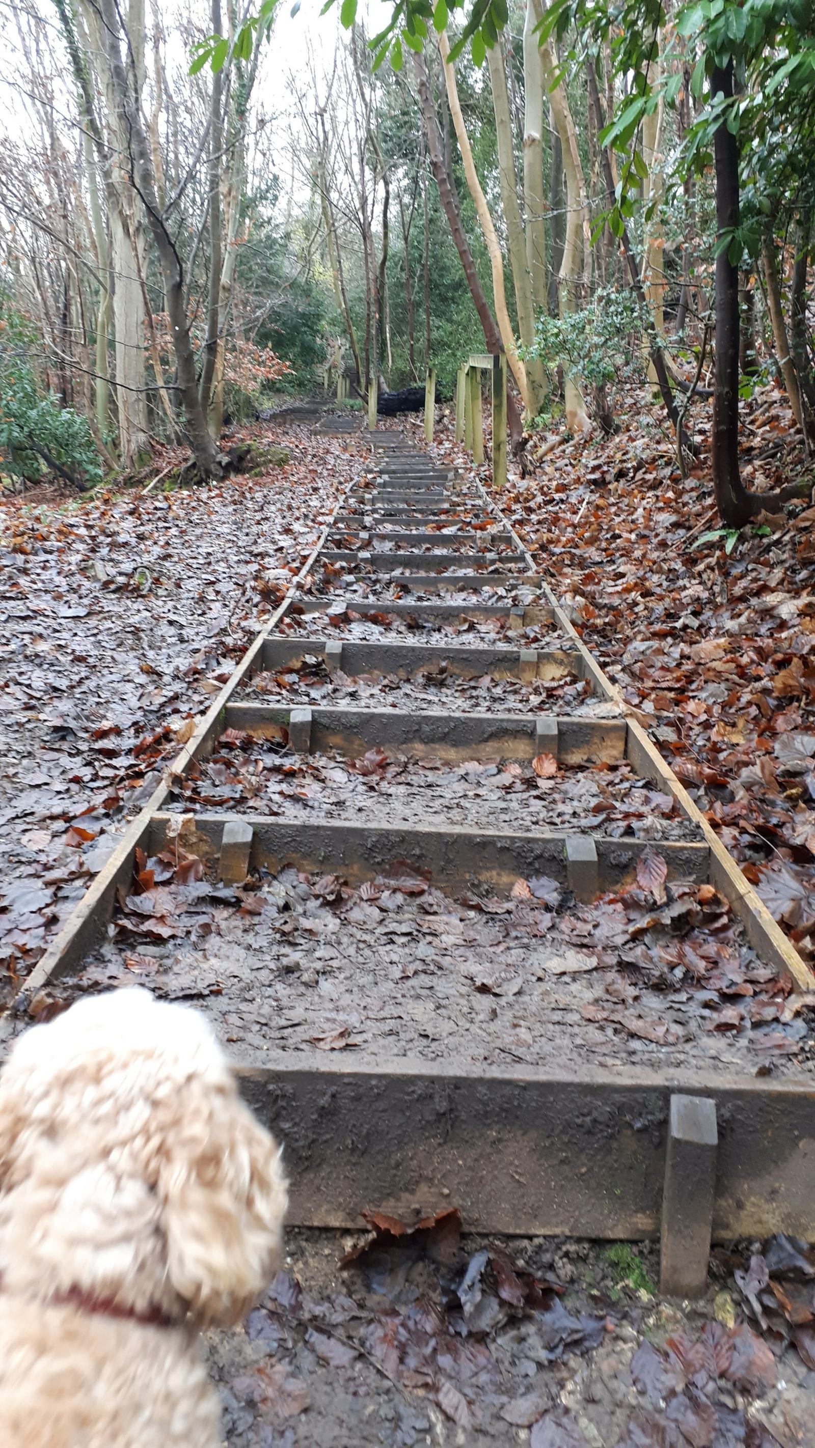 A curly-haired dog stands at the bottom of a muddy, leaf-strewn stair path in a forest. The stairs ascend into the distance, flanked by trees and dense foliage. Wet leaves cover the ground, hinting at a recent rain.