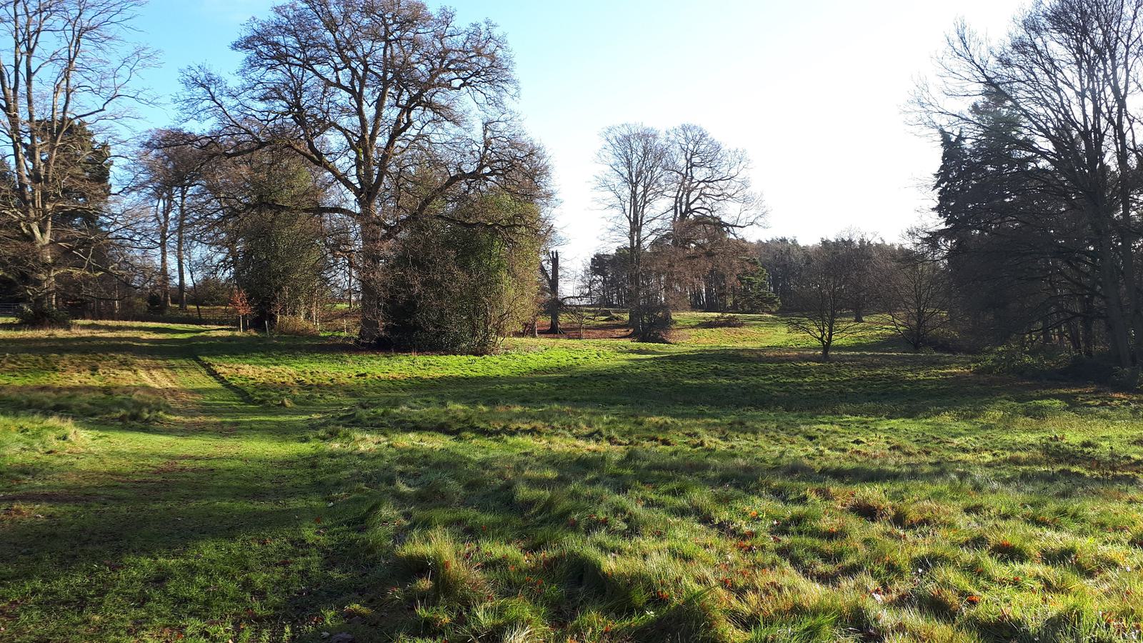 A scenic view of a grassy field surrounded by leafless trees on a bright, sunny day. Shadows from the trees stretch across the field, with patches of sunlight highlighting the greenery. The sky is clear and blue.