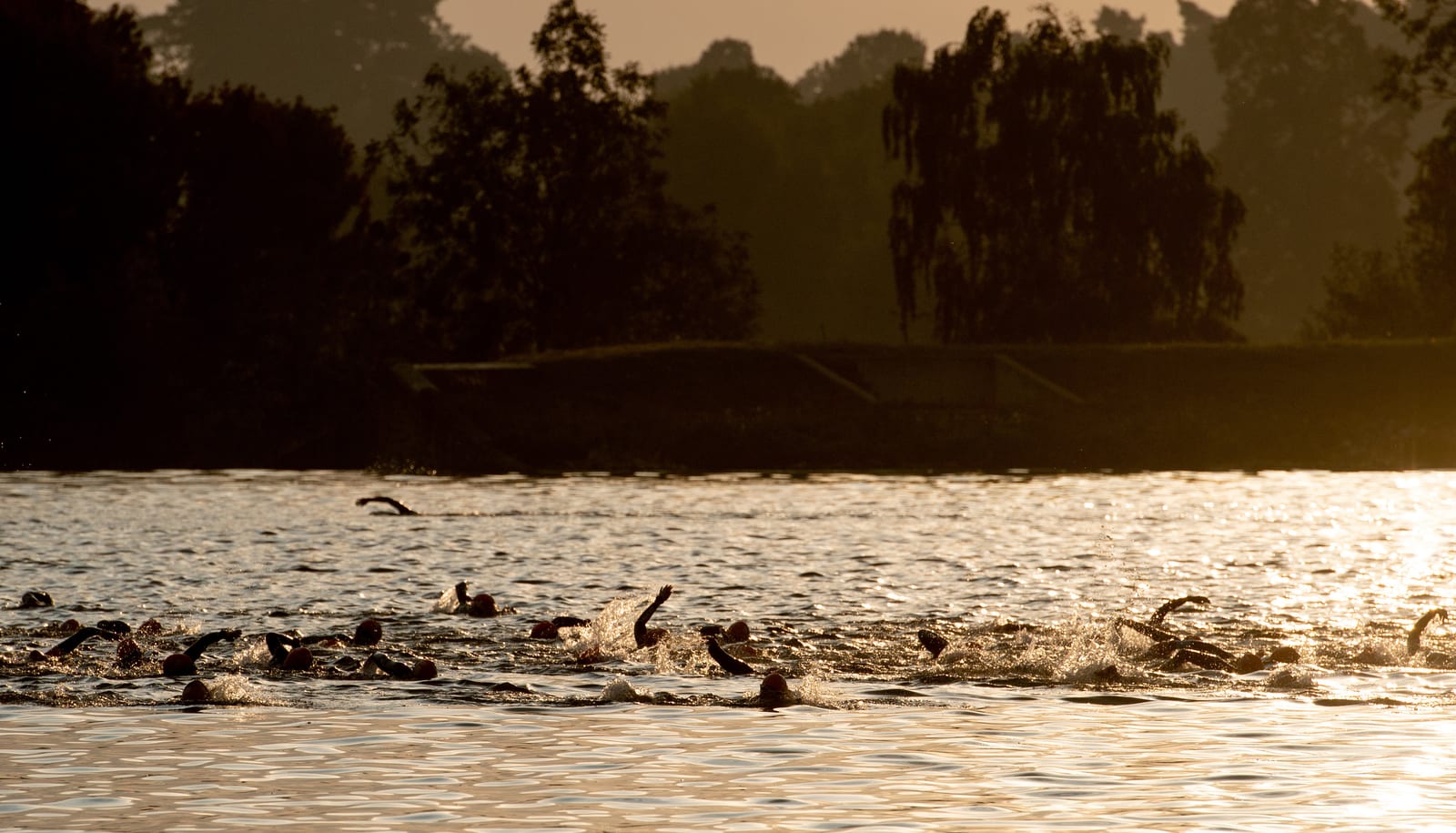A group of swimmers participates in an open-water race during sunset. The silhouettes of the swimmers and the surrounding trees create a striking contrast against the golden, shimmering water and the backdrop of a dimly lit landscape.