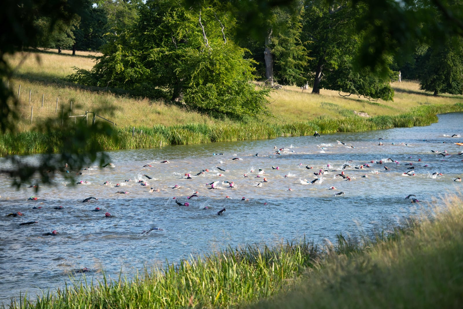 A large group of people wearing swim caps competes in an open-water swimming race in a winding, tree-lined river under a sunny sky. The grassy banks and lush green trees add to the scenic setting.