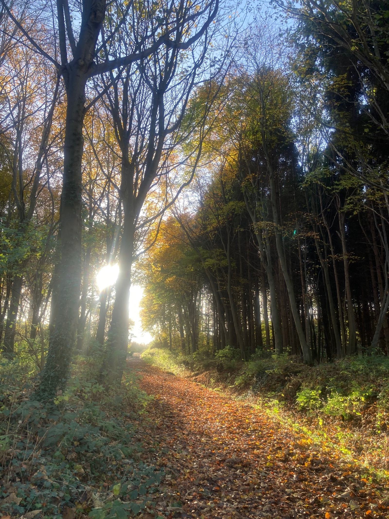 A sunlit forest path covered in fallen autumn leaves. Tall trees with sparse foliage line the path, allowing sunlight to filter through. The scene is serene with a blend of golden and green hues, evoking a sense of tranquility and seasonal change.