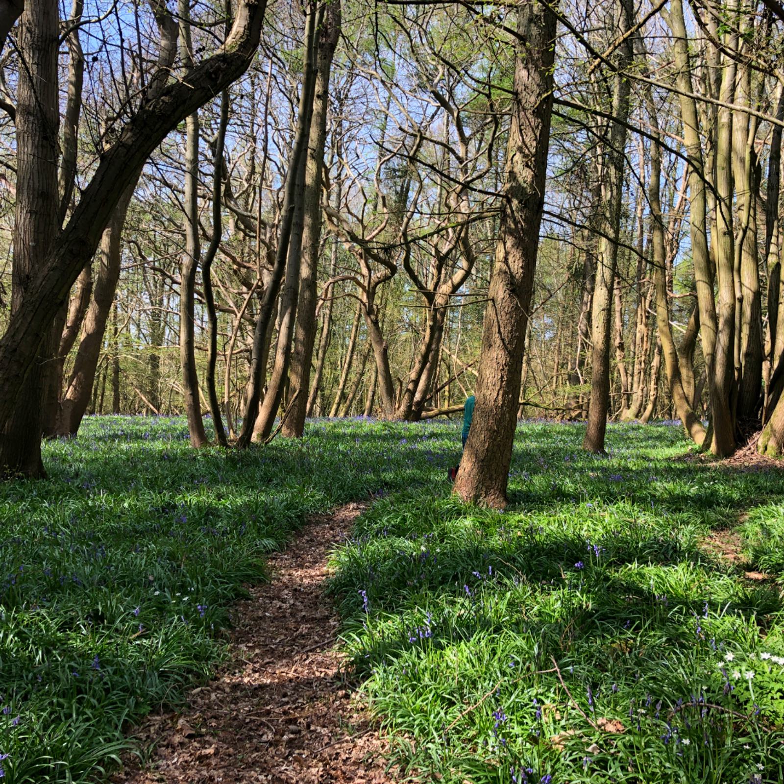 A narrow dirt path winds through a forest with tall, leafless trees. The ground is covered with lush green foliage and small blue flowers. Sunlight filters through the branches, creating a serene and inviting atmosphere.