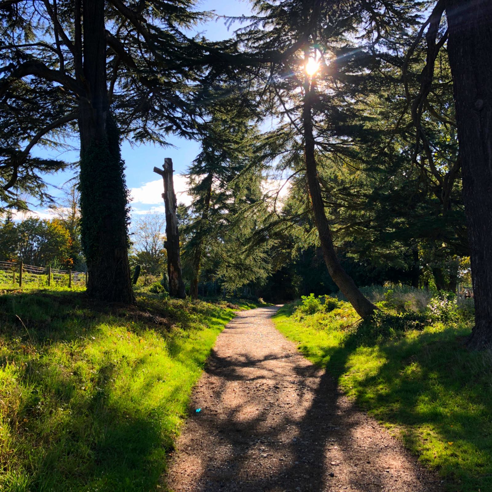 A sunlit path winds through a forest with tall trees casting long shadows. Sunlight filters through the branches, illuminating the greenery on either side. Bright blue sky peeks through the treetops, creating a serene atmosphere.