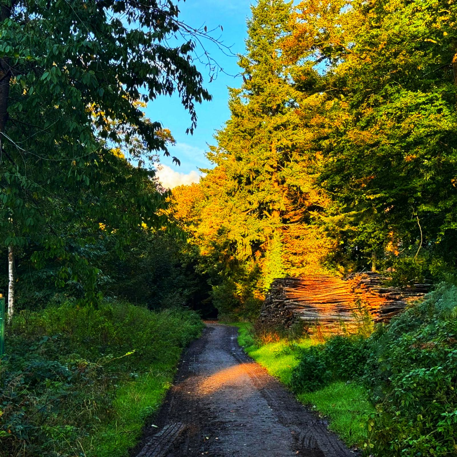 A narrow dirt path leads through a lush forest. Trees line either side, with sunlight illuminating leaves in golden hues. A stack of cut logs is visible on the right, casting shadows on the ground.
