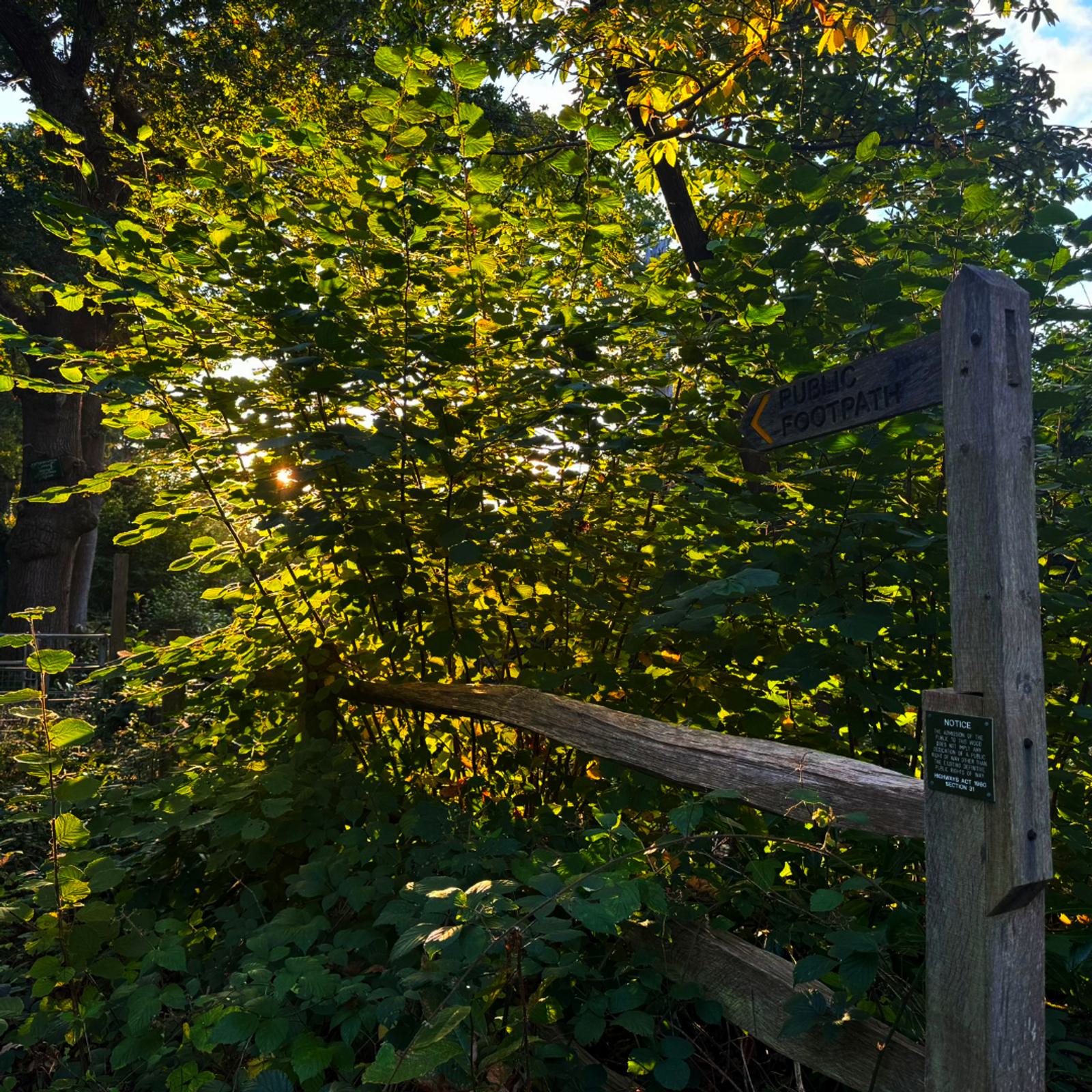 Sunlight filters through dense green leaves, casting a warm glow. A wooden fence with a "Public Footpath" sign marks the path. The area is lush and serene, suggesting a peaceful countryside setting.