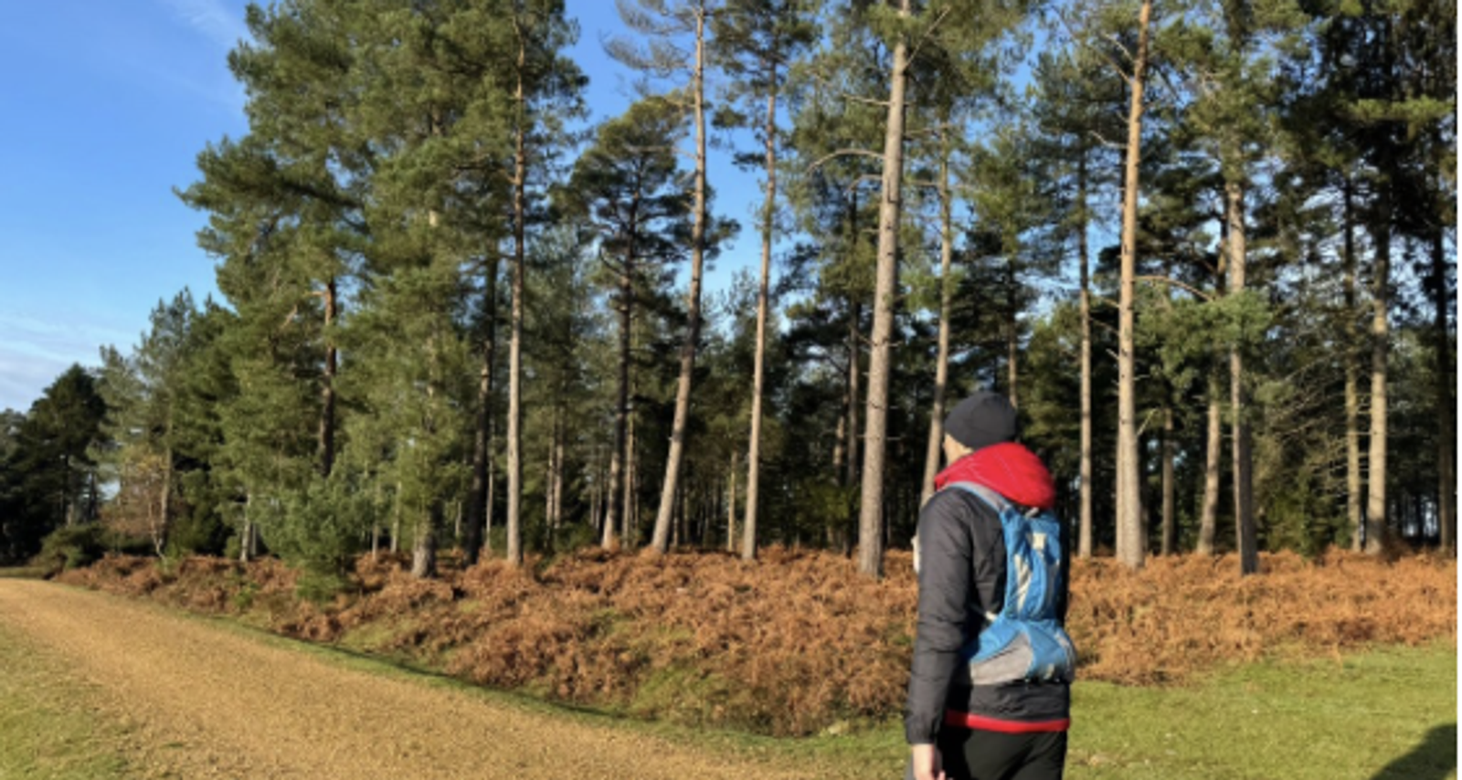A person wearing a beanie and a backpack walks along a dirt path in a forest. Tall trees with green needles stand under a clear blue sky. The ground is covered in ferns and brown foliage.