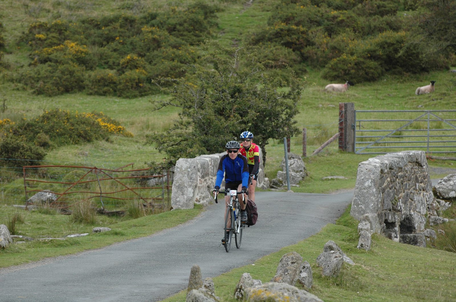 Two cyclists ride on a narrow, winding road flanked by a stone wall and green bushes. One cyclist is dressed in a blue jacket, the other in a yellow and red outfit. Sheep graze on the grassy hillside behind them, and a rustic gate is visible.