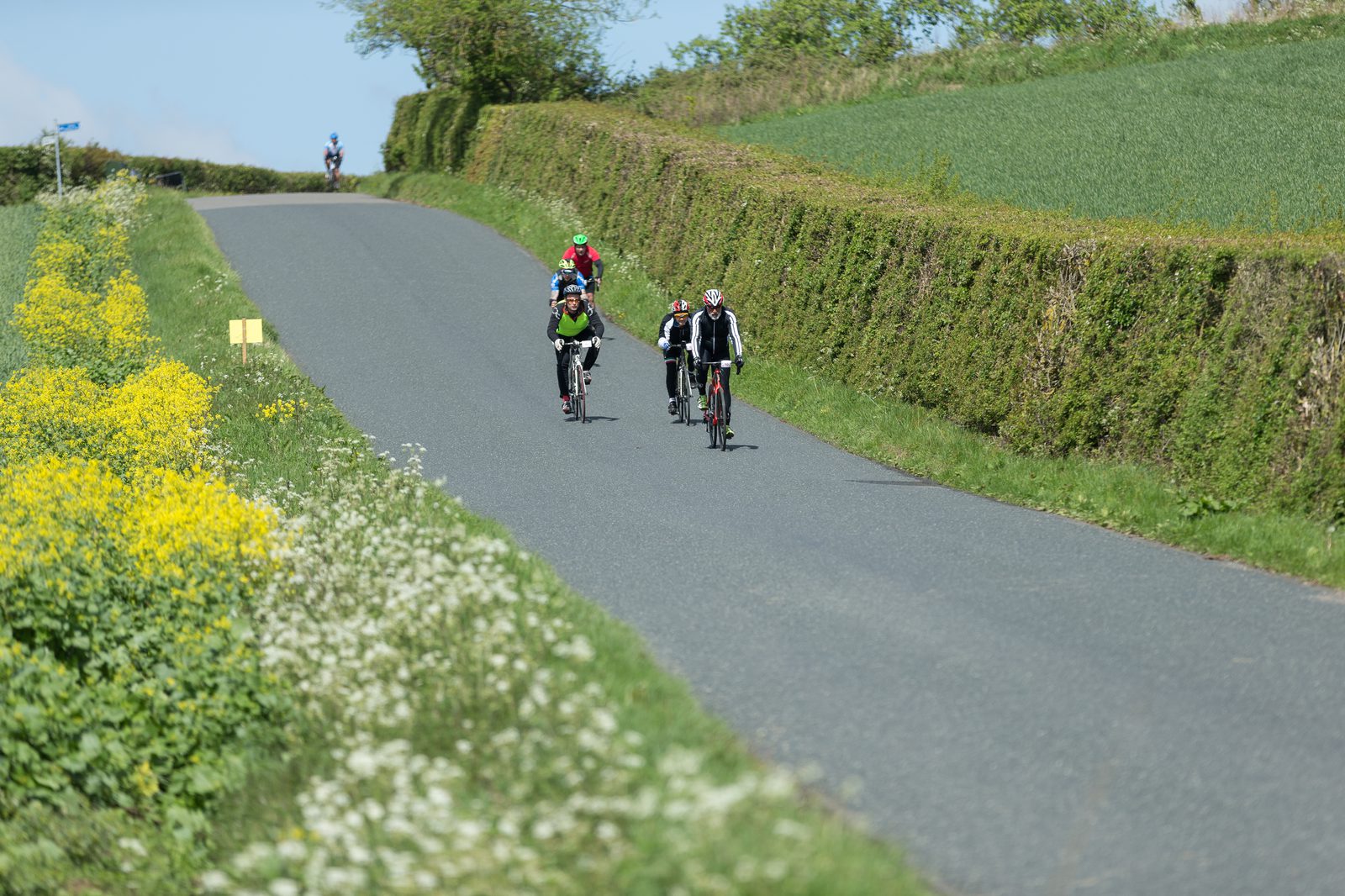 A group of three cyclists ride along a rural road flanked by yellow and white wildflowers on one side and greenery on the other. Another cyclist is visible in the distance. The day is sunny with trees and a clear sky in the background.