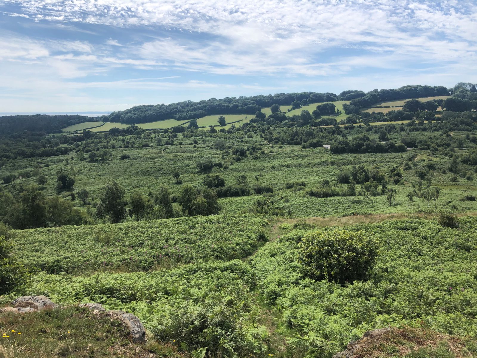 A scenic landscape featuring lush, green fields, rolling hills, and patches of dense foliage under a partly cloudy sky. The horizon is dotted with a line of trees, and the foreground showcases ferns and small shrubs.