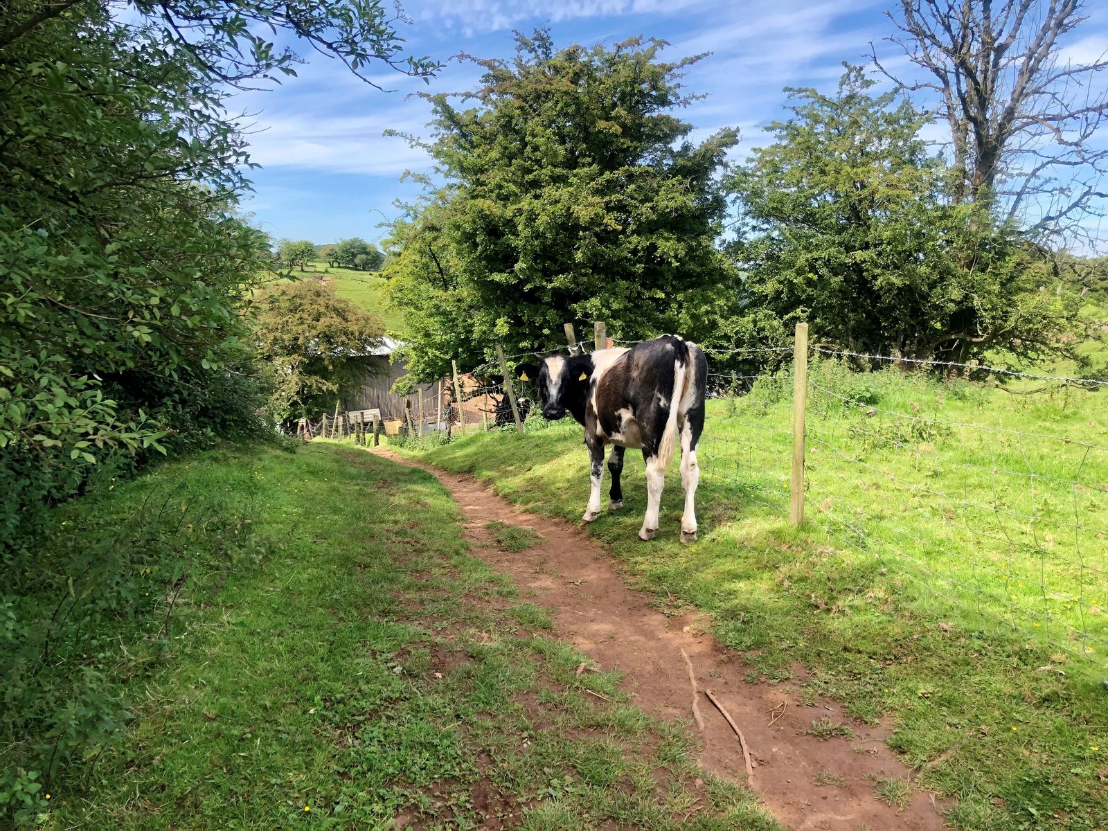 A black and white cow stands on a narrow dirt path surrounded by lush green grass and trees. A wooden fence runs alongside the path, and in the distance is farmland under a blue sky with scattered clouds.