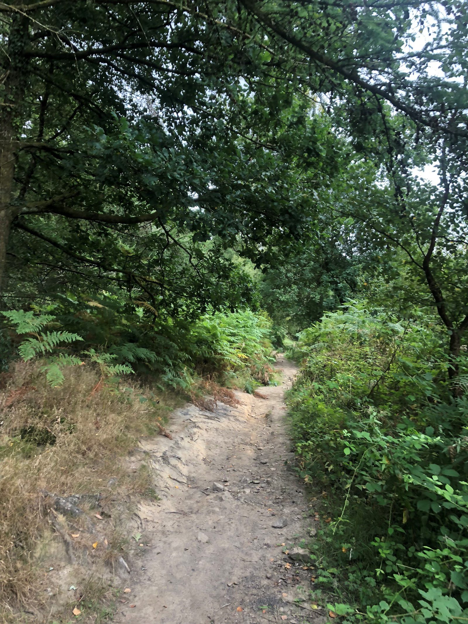 A narrow dirt trail winds through a lush forest with overhanging branches and dense greenery on either side. Sunlight filters through the leaves, casting dappled shadows on the path. Ferns and bushes line the trail, creating a peaceful, natural scene.