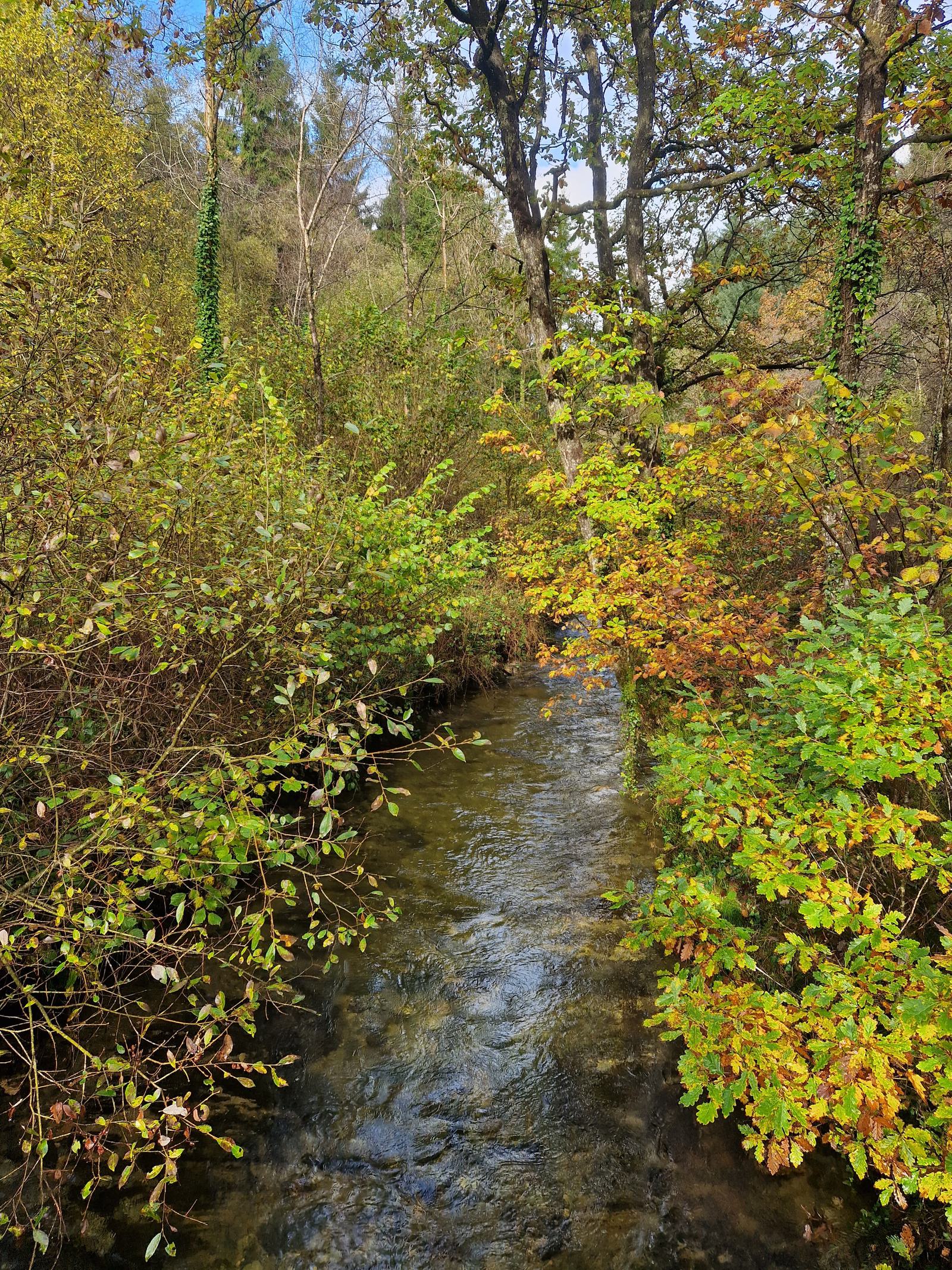 A small, clear stream flows through a lush forest. Various trees with green and yellow autumn leaves are on both sides of the stream. The sunny sky is partially visible through the dense foliage. The scene evokes a peaceful and serene natural environment.