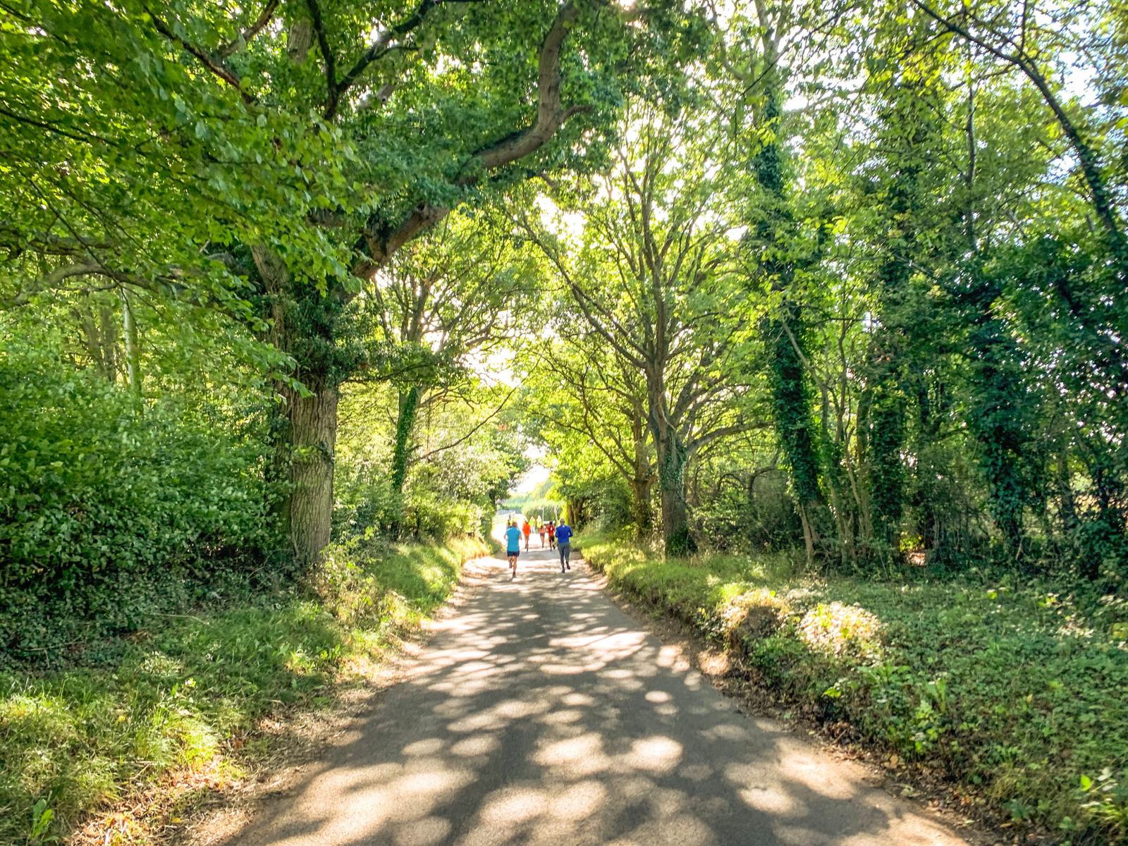 A sunlit, tree-lined path with lush greenery on either side. Three people are walking in the distance, enjoying a pleasant day. The sunlight filters through the leaves, creating dappled shadows on the path.