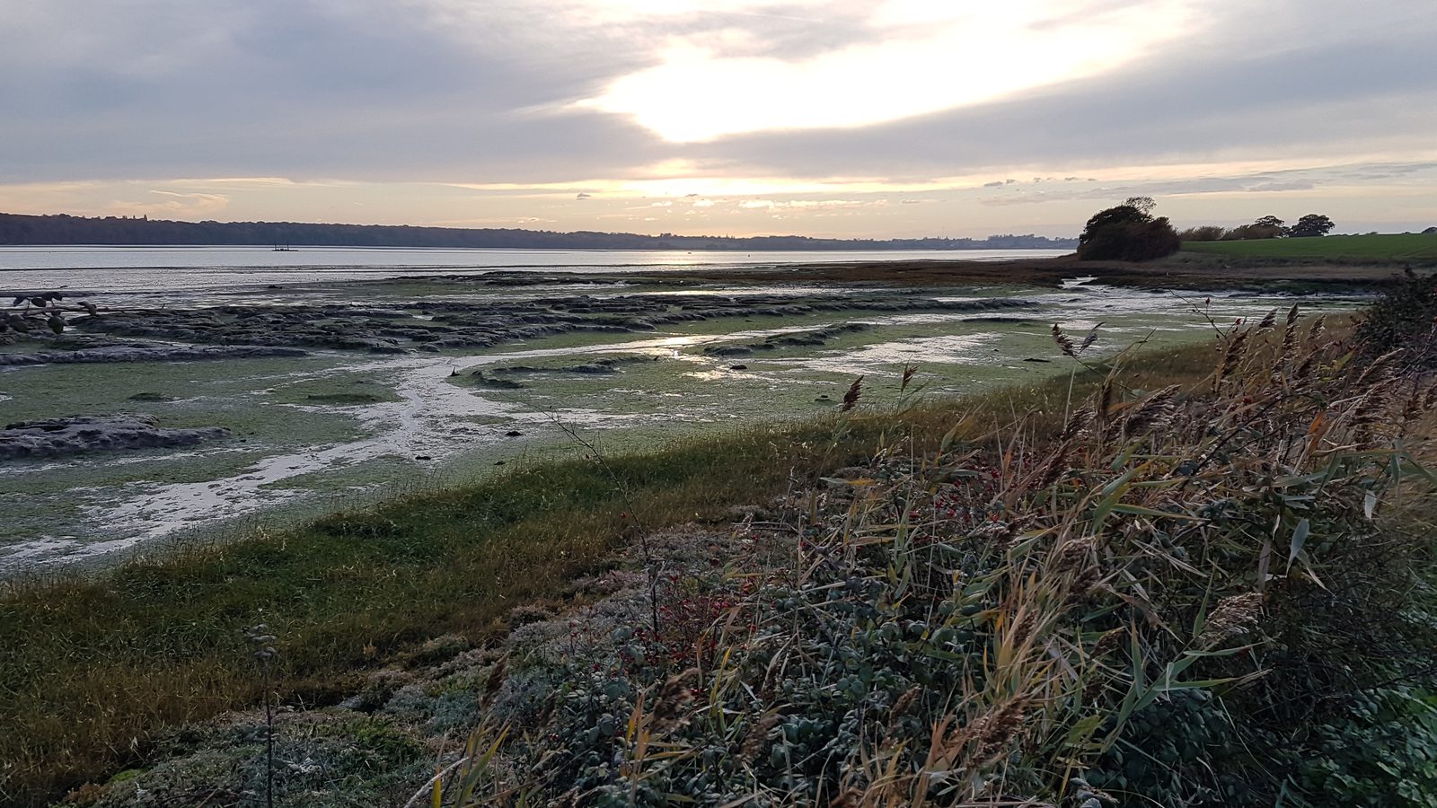 A tranquil coastal scene at sunset with a calm river under a cloudy sky. The riverbanks are covered in green grasses and vegetation. Patches of wet, muddy ground are visible as the tide is out. In the distance, a silhouette of trees lines the horizon.