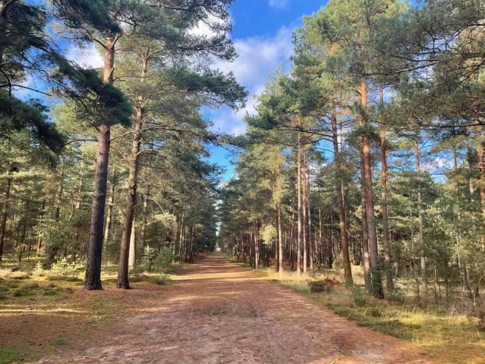 A wide dirt path flanked by tall trees extends into the distance under a bright blue sky with scattered clouds. Sunlight filters through the branches, casting dappled shadows on the ground. The scene is calm and serene, depicting a tranquil forest setting.