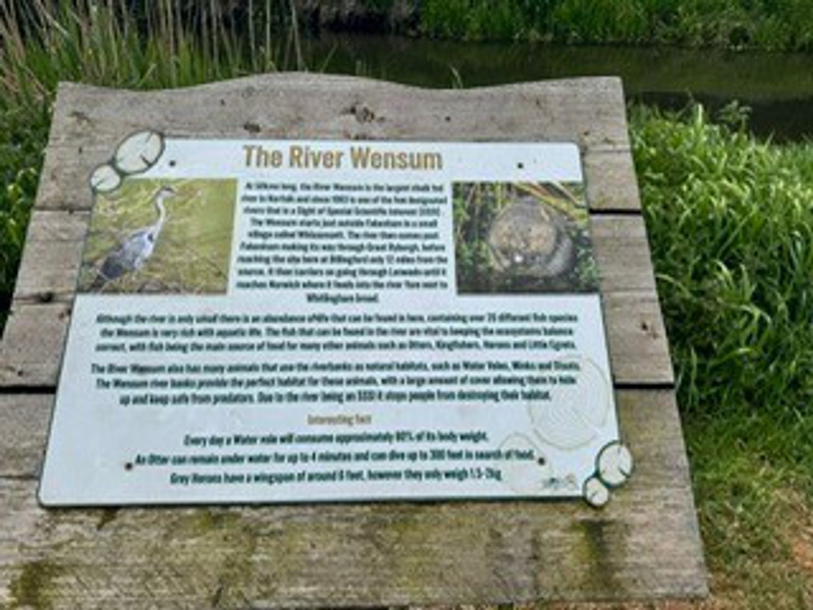 An informational sign about The River Wensum stands by a grassy riverbank, featuring text and photos of a heron and a frog, explaining the river’s wildlife and its importance as a conservation site.
