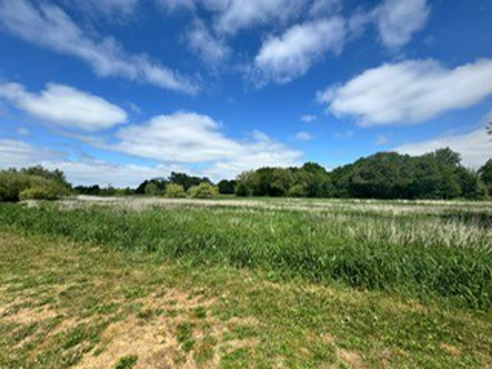 A grassy field with patches of dirt in the foreground, tall green grass in the middle, and a row of trees in the background under a blue sky with scattered white clouds.