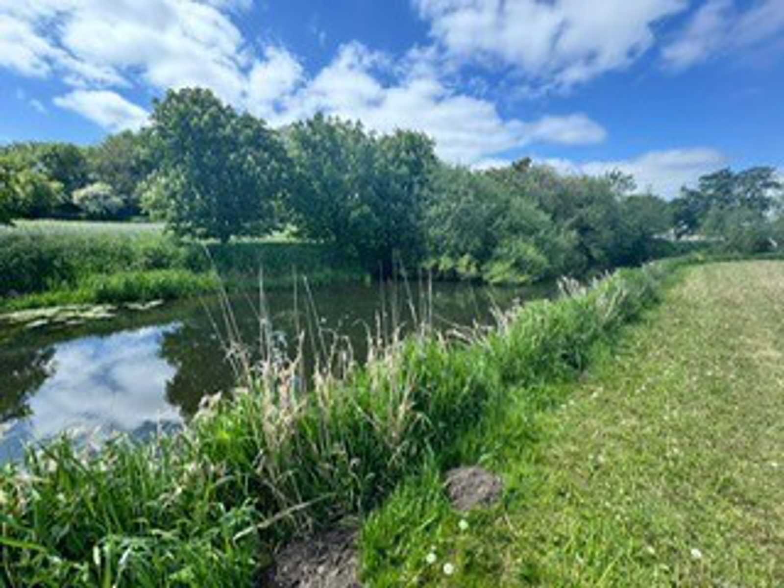 A grassy path runs beside a calm river, bordered by tall green reeds and wildflowers under a blue sky with scattered clouds. Trees and shrubs line the riverbank, reflecting in the water.