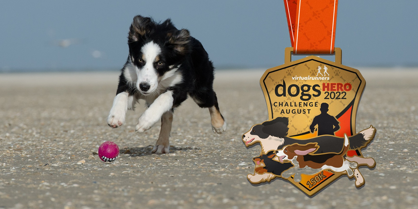 A border collie is energetically running on a sandy beach towards a pink ball. To the right, there is a medal with the text "dogs HERO Challenge August 2022" featuring a silhouette of a runner and a dog. The medal hangs from an orange ribbon.