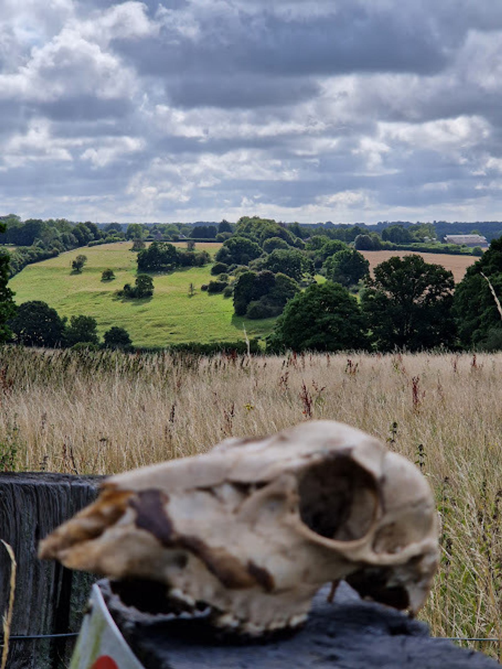 A weathered animal skull is in the foreground, resting on a fence post. Behind it, a rolling landscape of green fields and trees extends to the horizon under a partly cloudy sky.