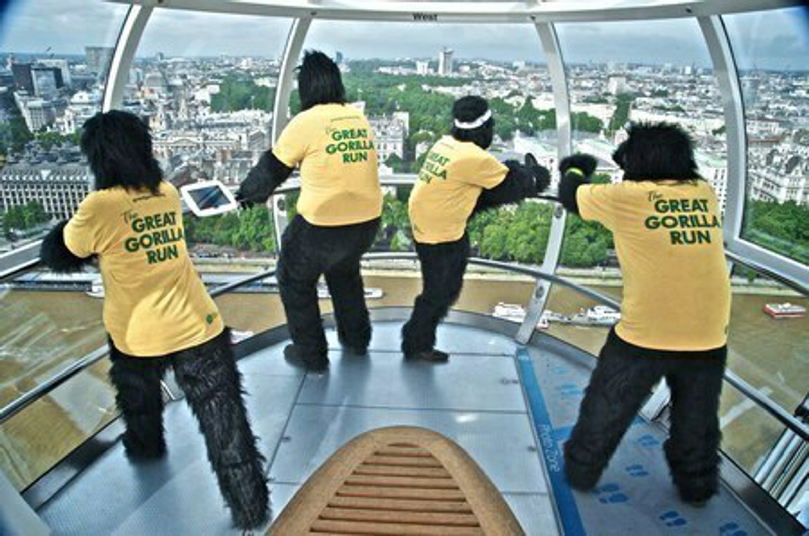 Four people in gorilla costumes, wearing yellow T-shirts with "The Great Gorilla Run" printed on them, are standing in a large glass observation deck, overlooking a city. They appear to be enjoying the view of the urban landscape from a high vantage point.
