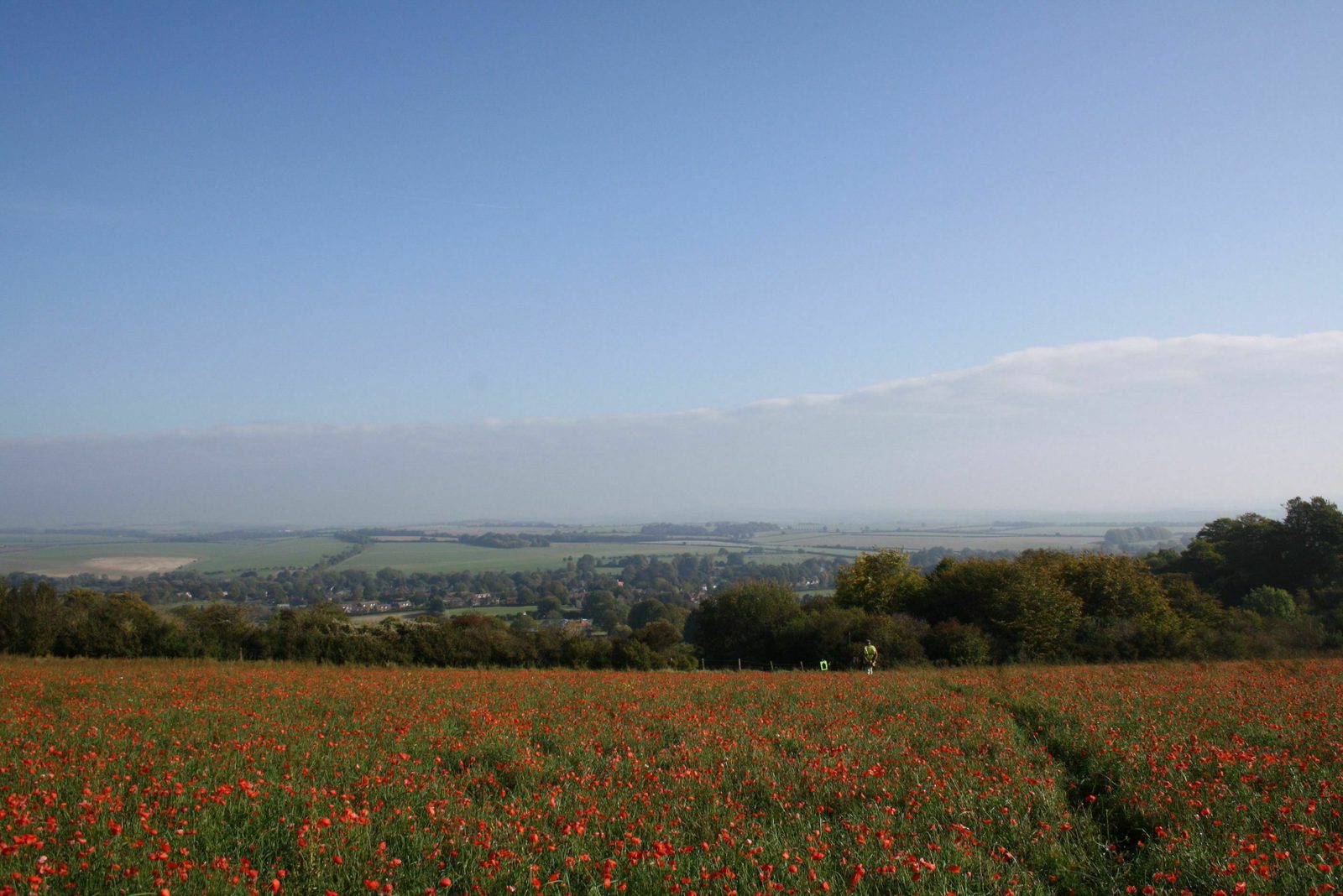 A vast meadow filled with red flowers stretches into the distance under a clear blue sky. A trail winds through the field, disappearing into the horizon dotted with trees and patches of fields. The scene is peaceful and serene.