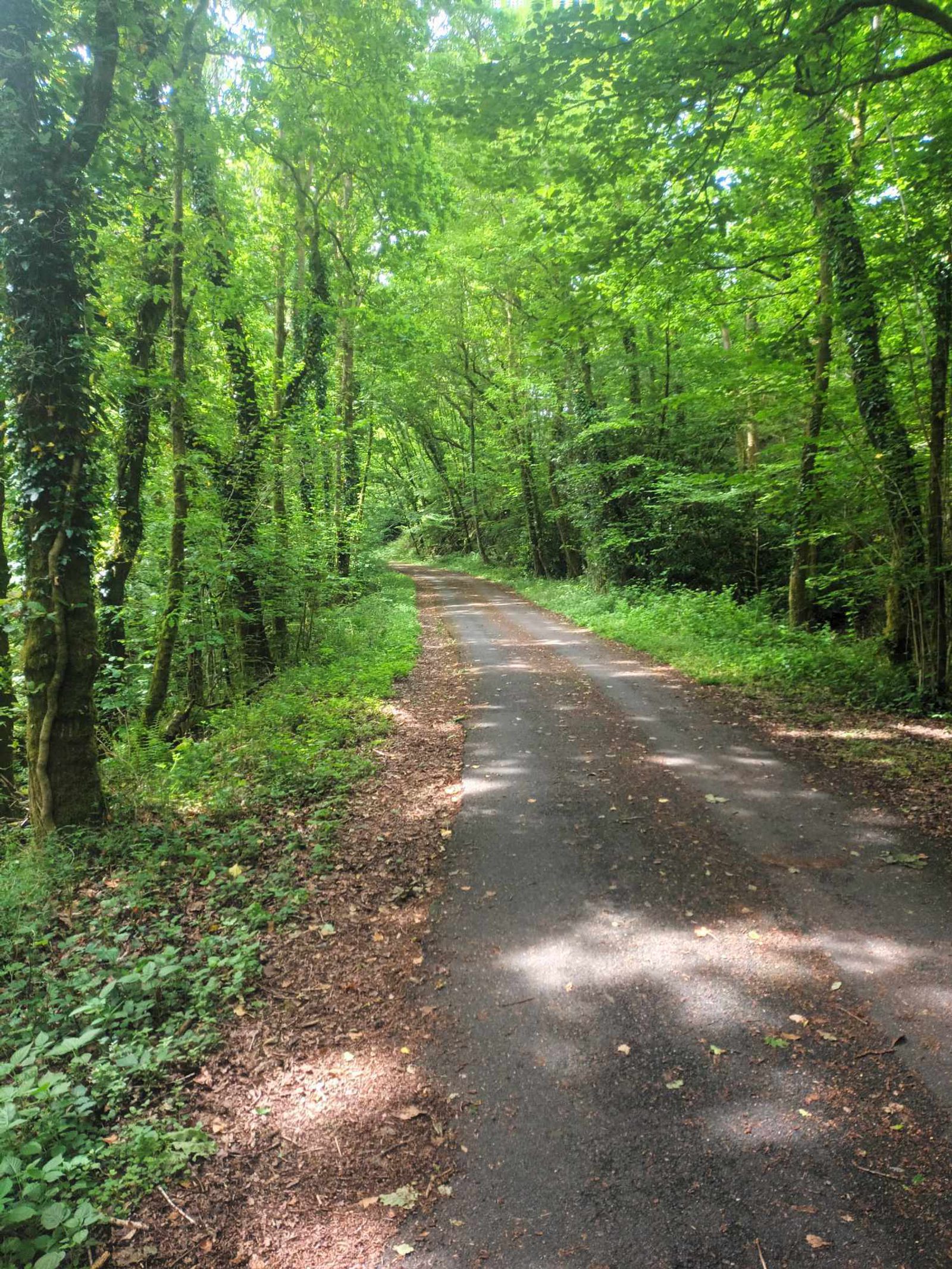 A narrow, paved path leads through a dense, green forest with sunlight filtering through the tree canopy. The ground is covered in foliage and the path is bordered by lush, vibrant vegetation. The scene is serene and tranquil.