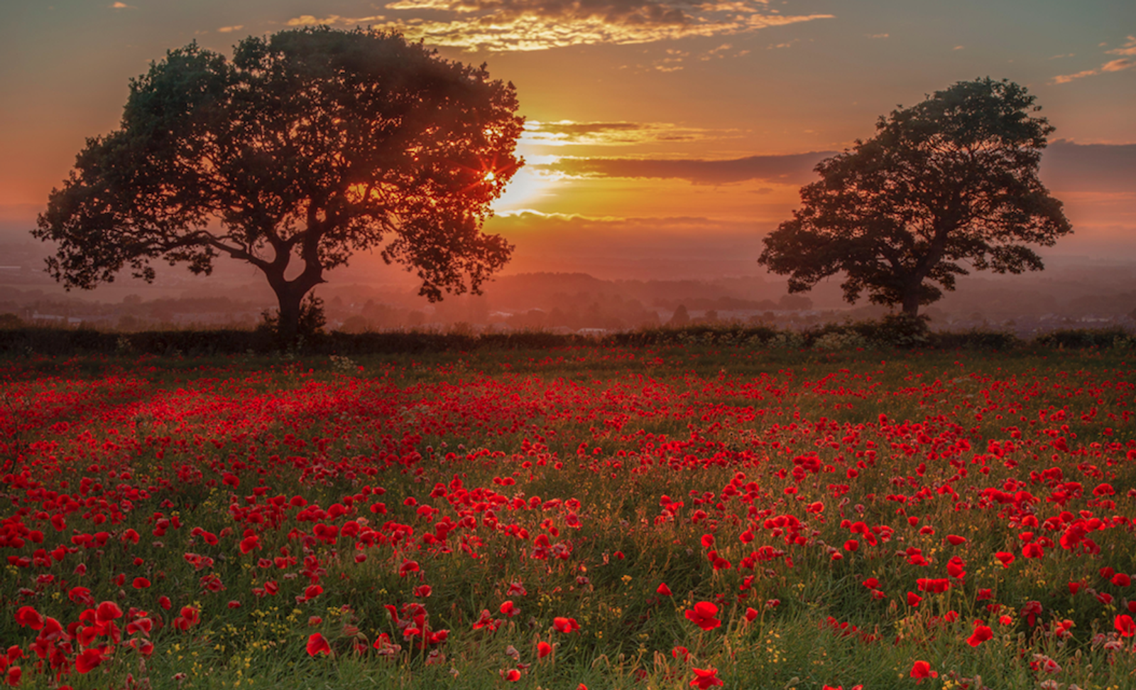 A vibrant red poppy field stretches out under a colorful, cloudy sky at sunset. The sun's glowing light casts a warm hue across the field, while two large trees stand silhouetted against the horizon, framing the serene landscape.