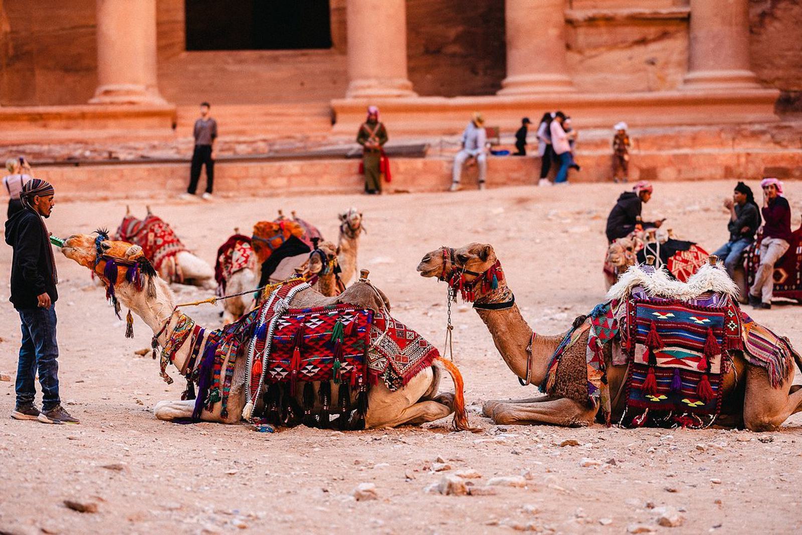 Four camels adorned with colorful blankets rest on the ground in front of the Petra Treasury in Jordan. A person stands near the camels, and several people are seated on and around the camels, with the historic rock-cut architecture visible in the background.