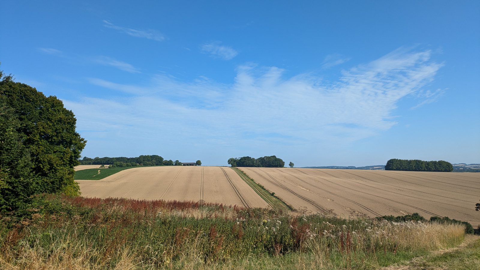 A picturesque rural landscape features expansive golden fields beneath a bright blue sky with wispy clouds. A line of green trees borders the left side, while rolling hills stretch into the distance, showcasing a peaceful and bountiful countryside.