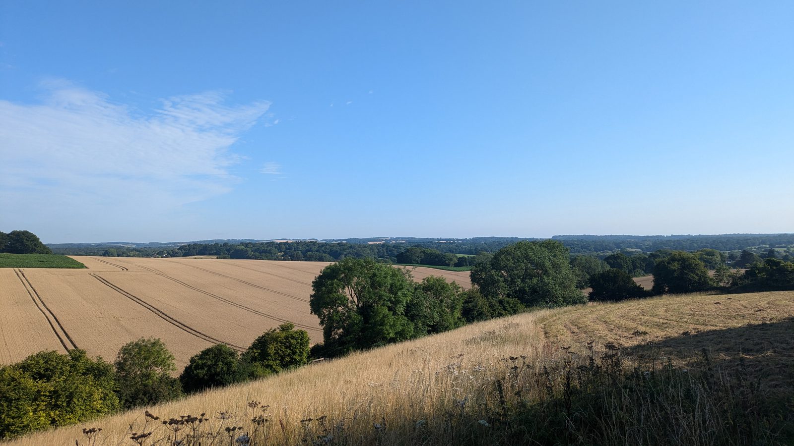 A panoramic view of a countryside landscape under a clear blue sky. The scene includes rolling fields of golden crops and patches of verdant trees scattered throughout the greenery. The distant horizon features a soft blend of fields and forests.