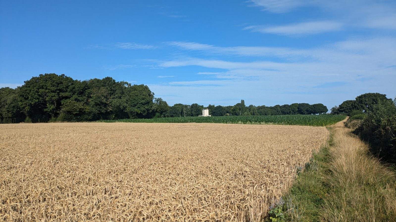 A golden wheat field stretches across the foreground, bordered by a narrow dirt path on the right. Behind the field, a line of green trees and a building with a tower are visible under a clear blue sky with scattered clouds.