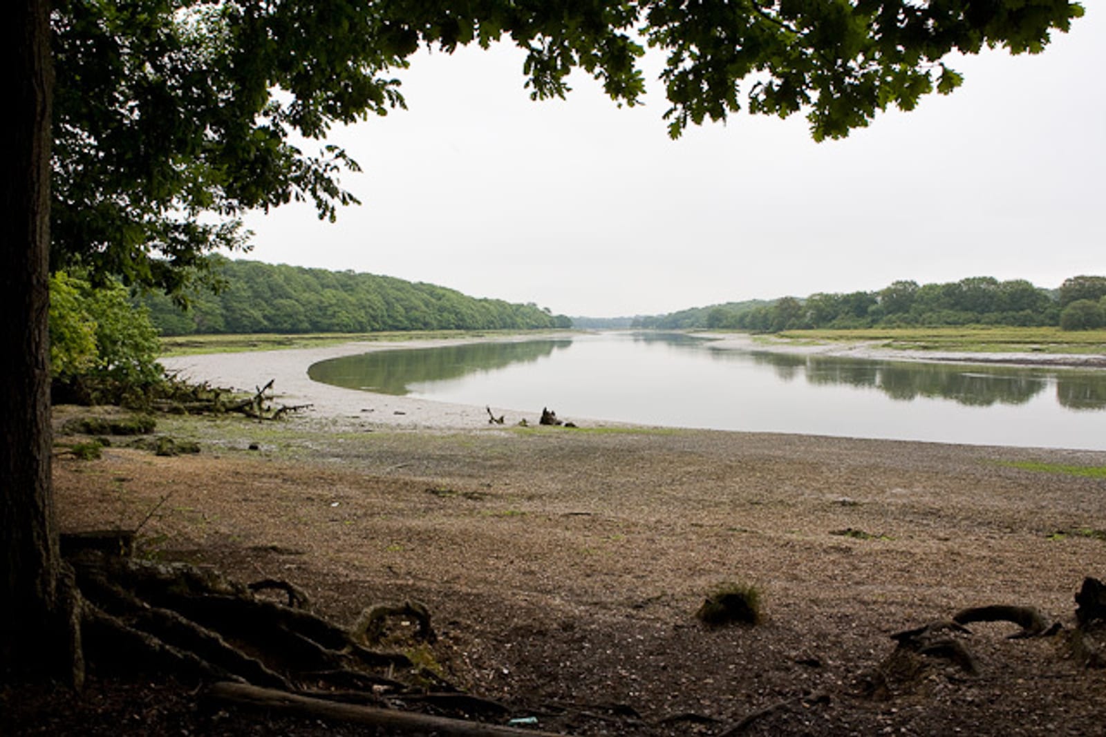 A calm river curves through a landscape with a sandy, muddy shore in the foreground and dense green trees lining both banks under a cloudy sky. Tree branches frame the top of the image.
