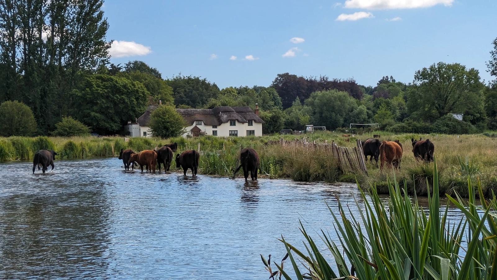 Cows standing in a river with lush green grass and trees on the banks. A picturesque cottage with a thatched roof is in the background under a blue sky with a few clouds.