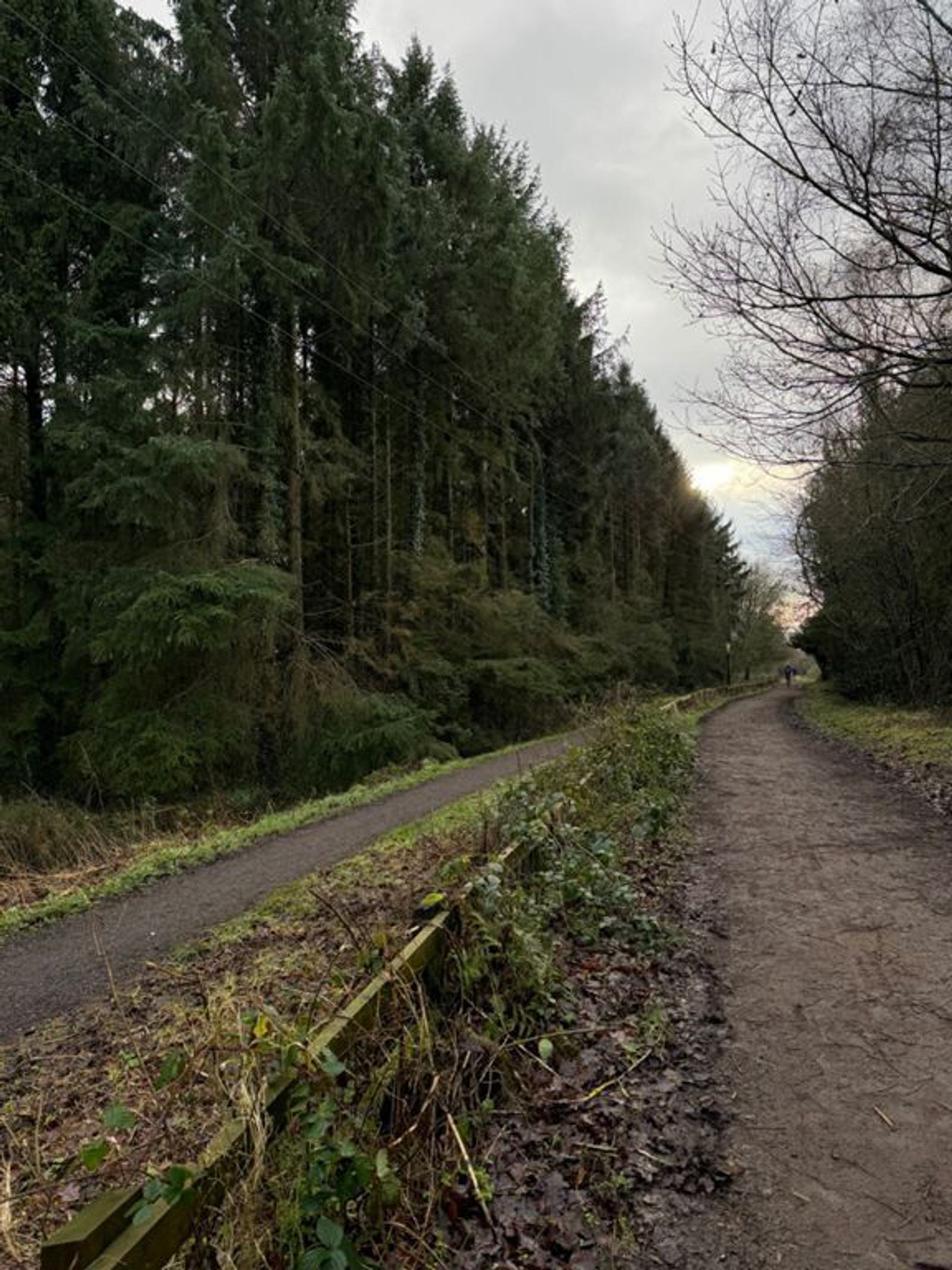 A forest pathway with tall trees lining one side and a dirt trail on the other side, separated by overgrown foliage. A person is seen walking in the distance. The sky is overcast, suggesting a cool and cloudy day.