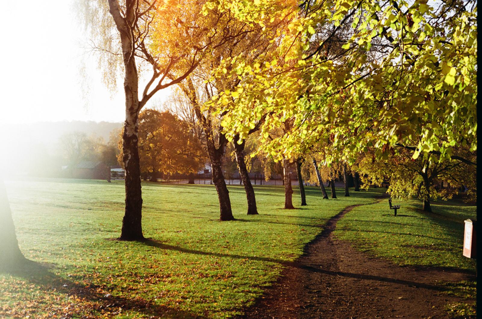 A sunlit park scene in autumn with a dirt path winding through green grass. Trees with yellow and green leaves line the path. The sun shines brightly from the left, casting soft light across the landscape.