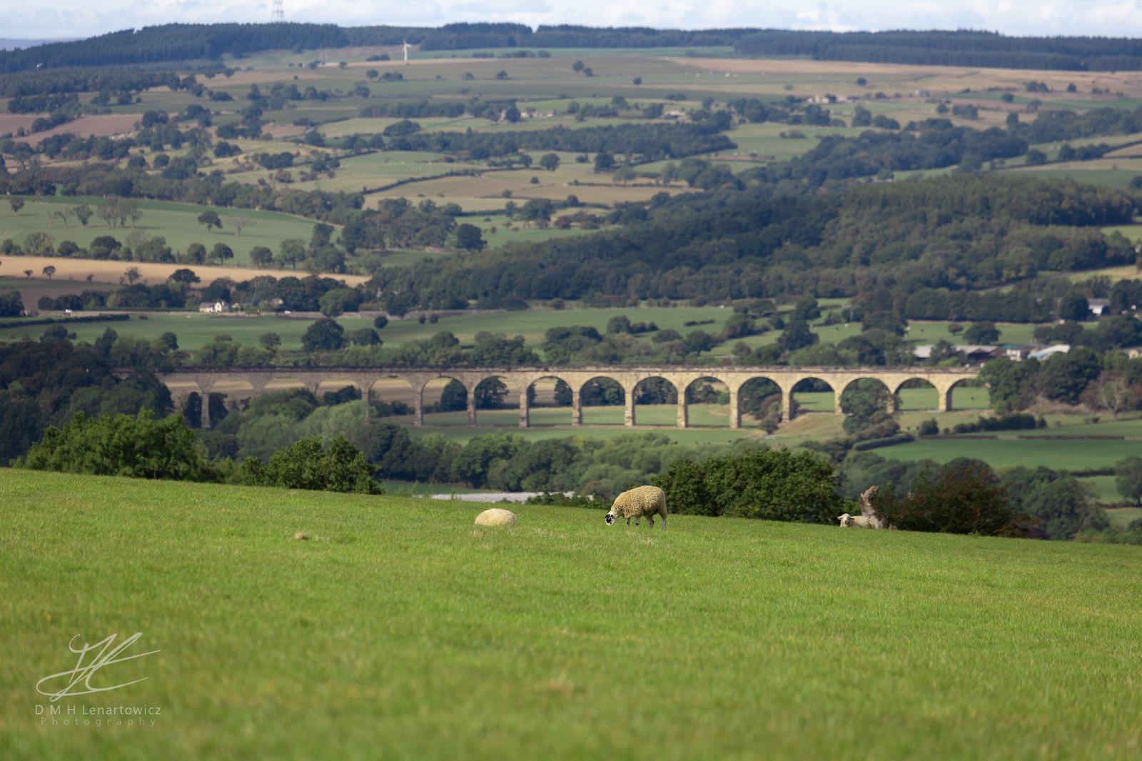 A scenic view of rolling green hills with a few grazing sheep in the foreground. In the background, a long, arched stone viaduct spans a valley, surrounded by countryside and patches of forest under a partly cloudy sky.