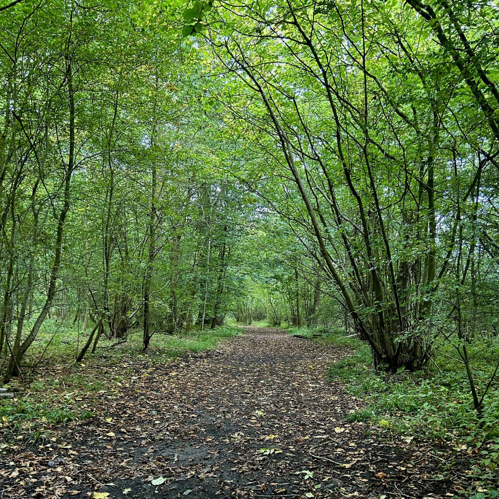 A tranquil forest scene with a dirt path covered in fallen leaves. Tall trees with lush green foliage arch over the pathway, creating a peaceful, shaded canopy. The ground is dotted with patches of green undergrowth, adding to the serene atmosphere.