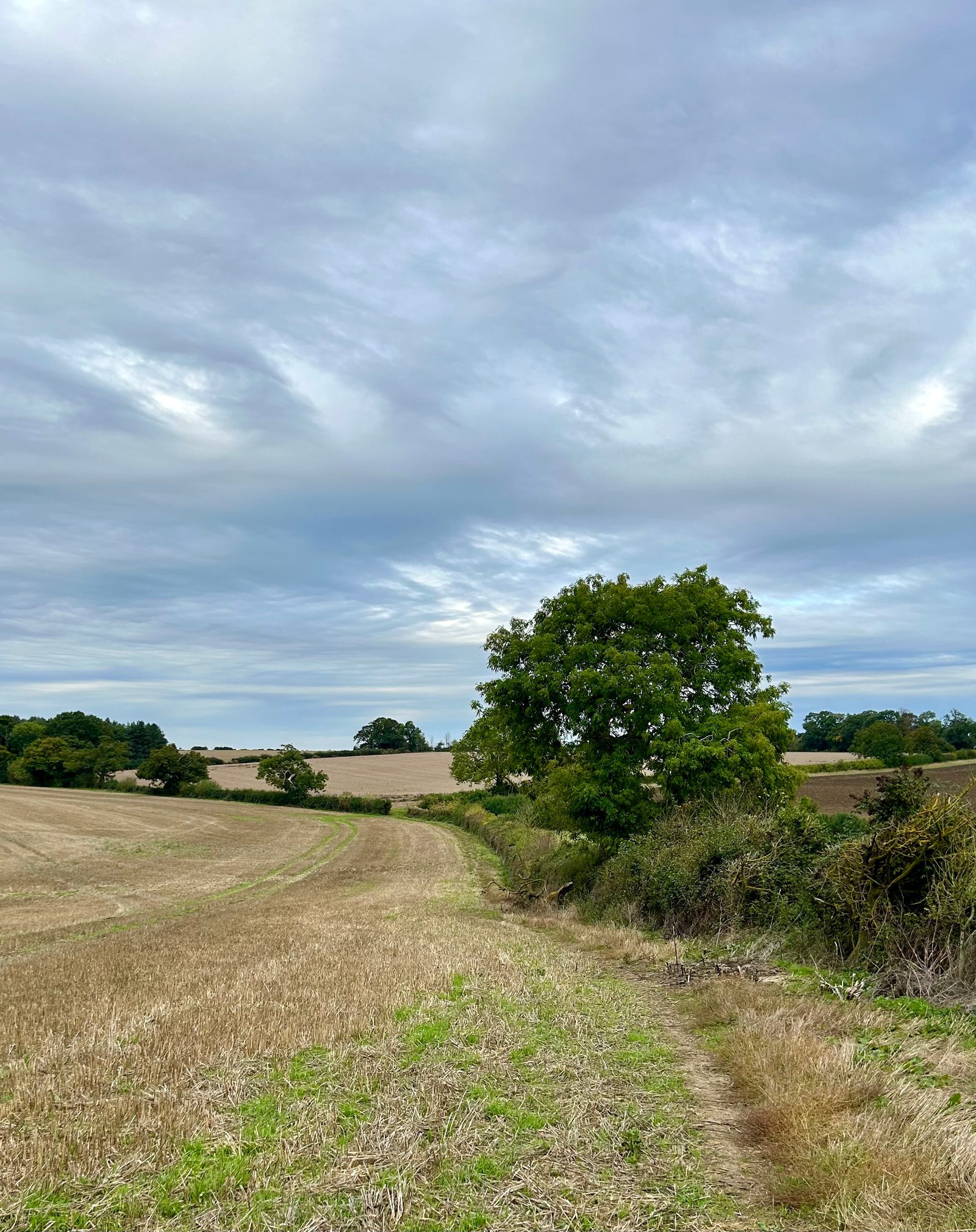 A scenic landscape with a wide field featuring a dirt path leading through grassy terrain. Trees border the field under an expansive, cloudy sky. The setting is tranquil and open.