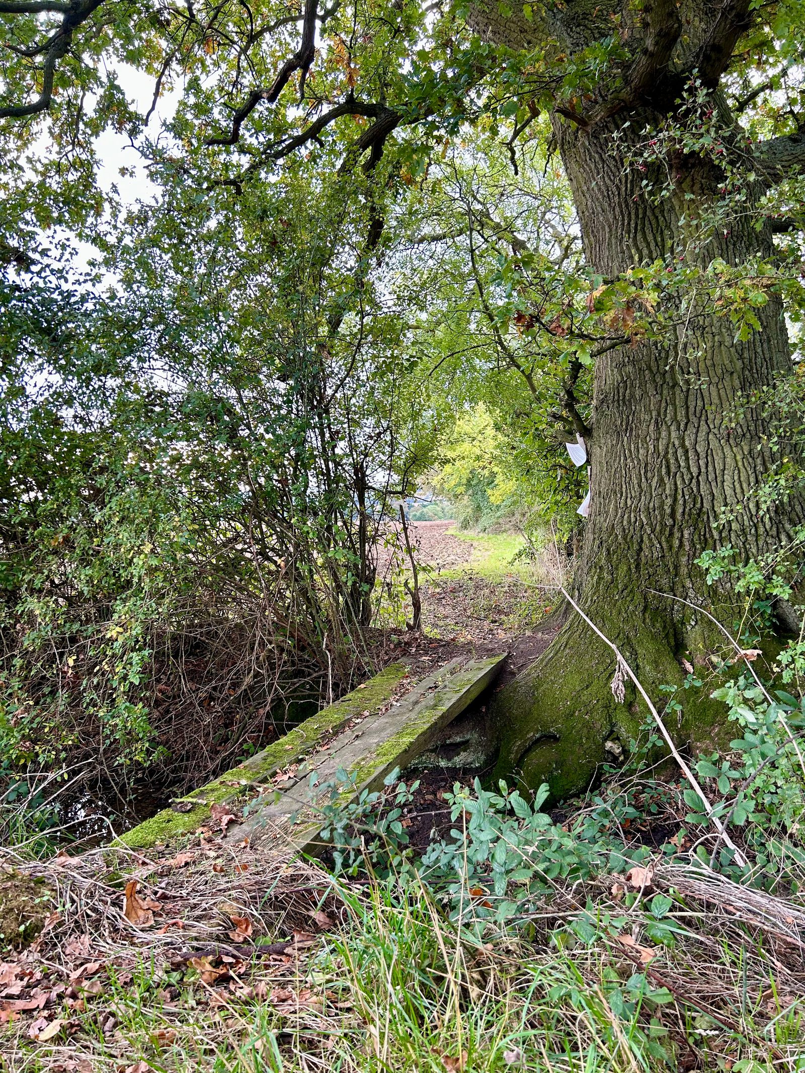 A narrow, moss-covered wooden plank bridge crosses a small ditch in a lush, green woodland. The bridge connects to a path leading through dense foliage with large trees and leafy undergrowth. Sunlight filters through the leaves.