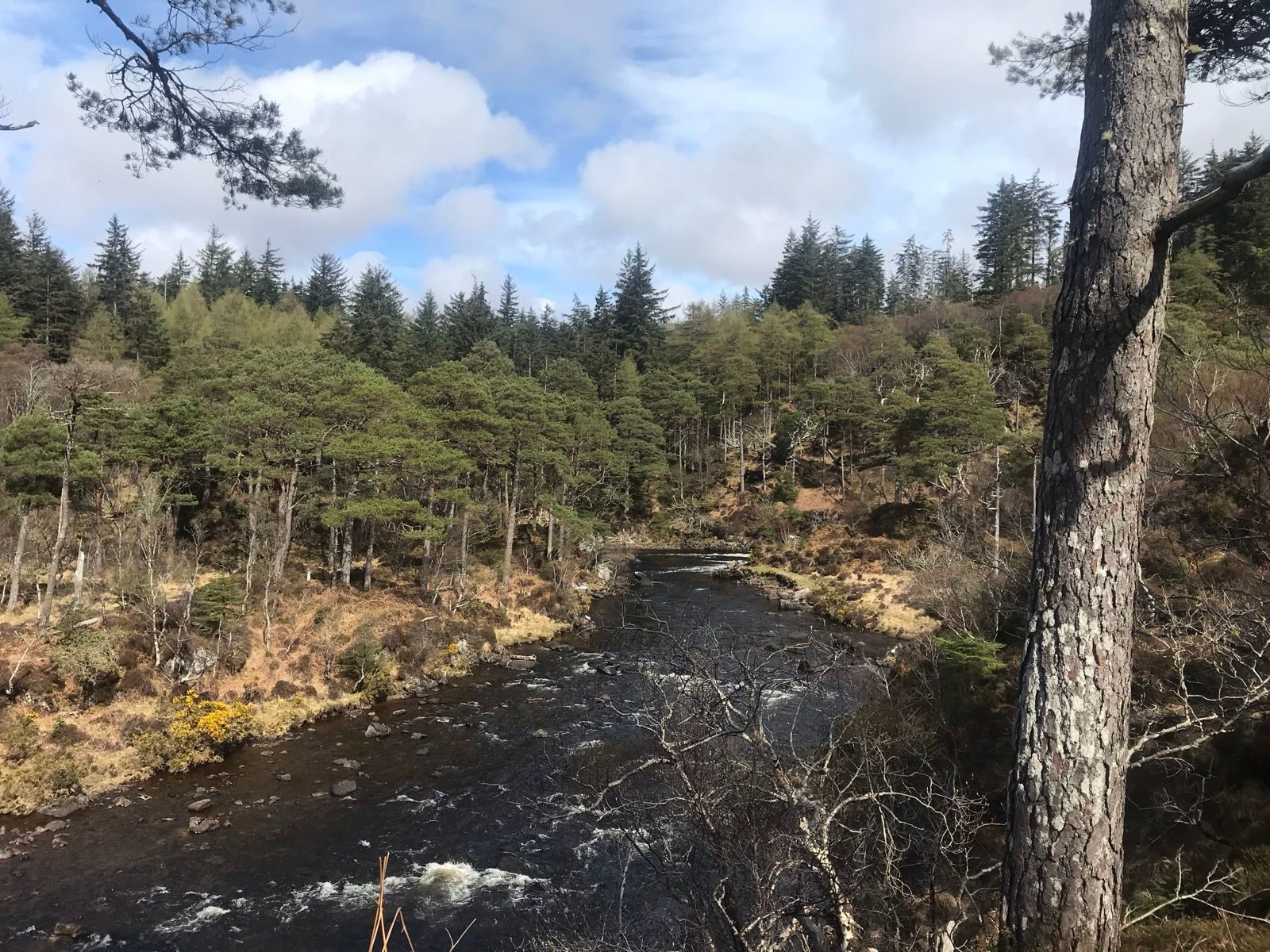 A river flows through a forested landscape with tall evergreen trees under a partly cloudy sky. The water is dark and slightly rippled, and the banks are lined with greenery and shrubs.