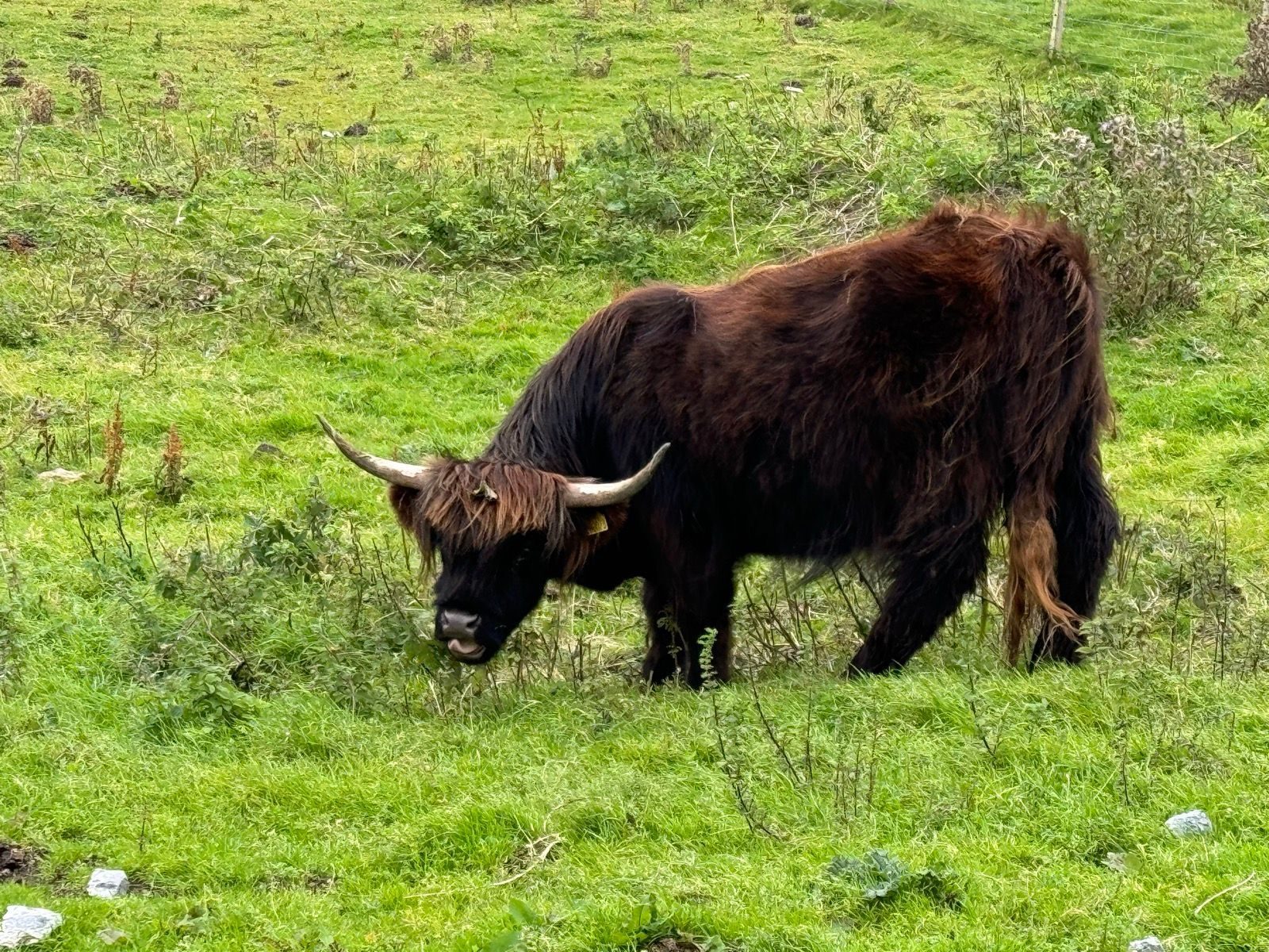 A shaggy brown Highland cow with long curved horns grazes on green grass in a field, surrounded by patches of plants and uneven ground.