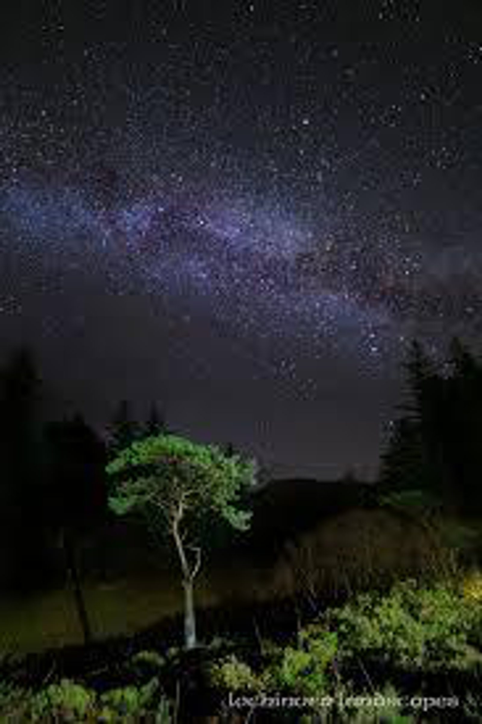 A small tree stands illuminated in the foreground under a dark night sky filled with numerous stars and the faint, cloudy band of the Milky Way. Silhouettes of larger trees are visible in the background.