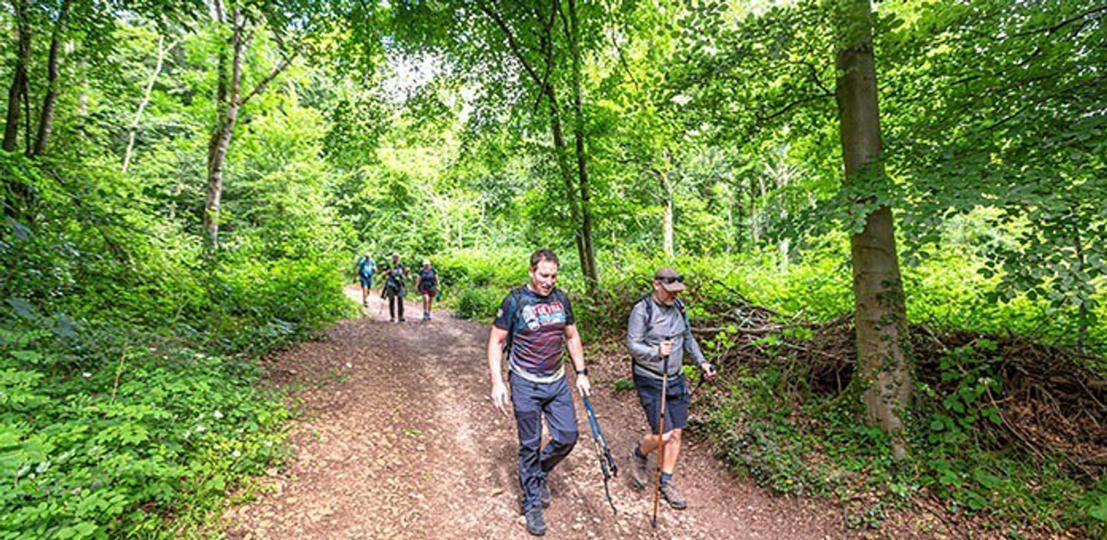 A group of people are walking along a dirt path in a lush, green forest. Some are using walking sticks. Sunlight filters through the trees, casting dappled shadows on the ground. The path is surrounded by dense foliage.
