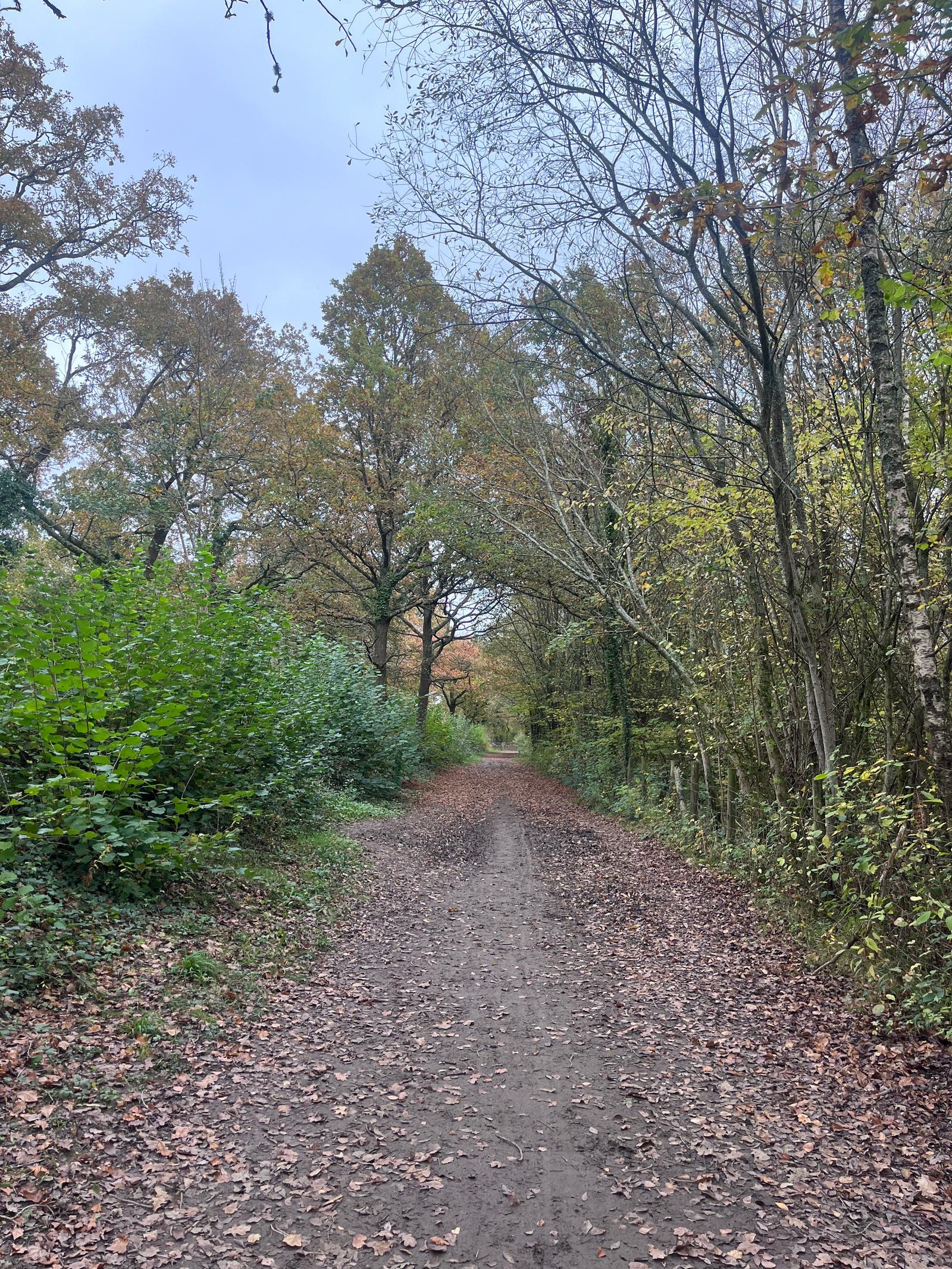 A dirt path covered with fallen leaves stretches through a forest in autumn. Trees with sparse foliage line both sides of the path. The sky is overcast, creating a muted, serene atmosphere.